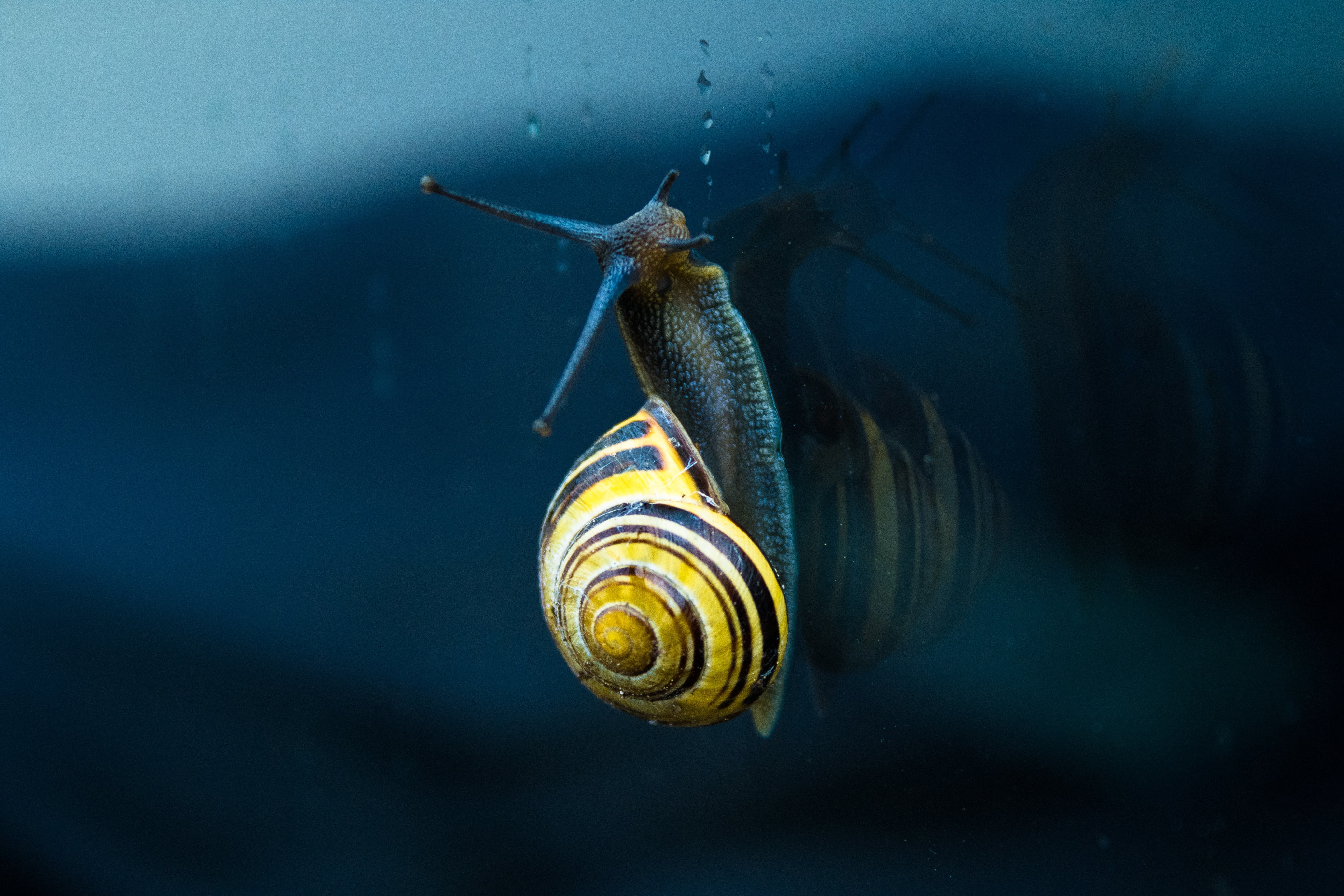 mollusc shell, spiral, 5K, mollusc, snail, HD Wallpaper