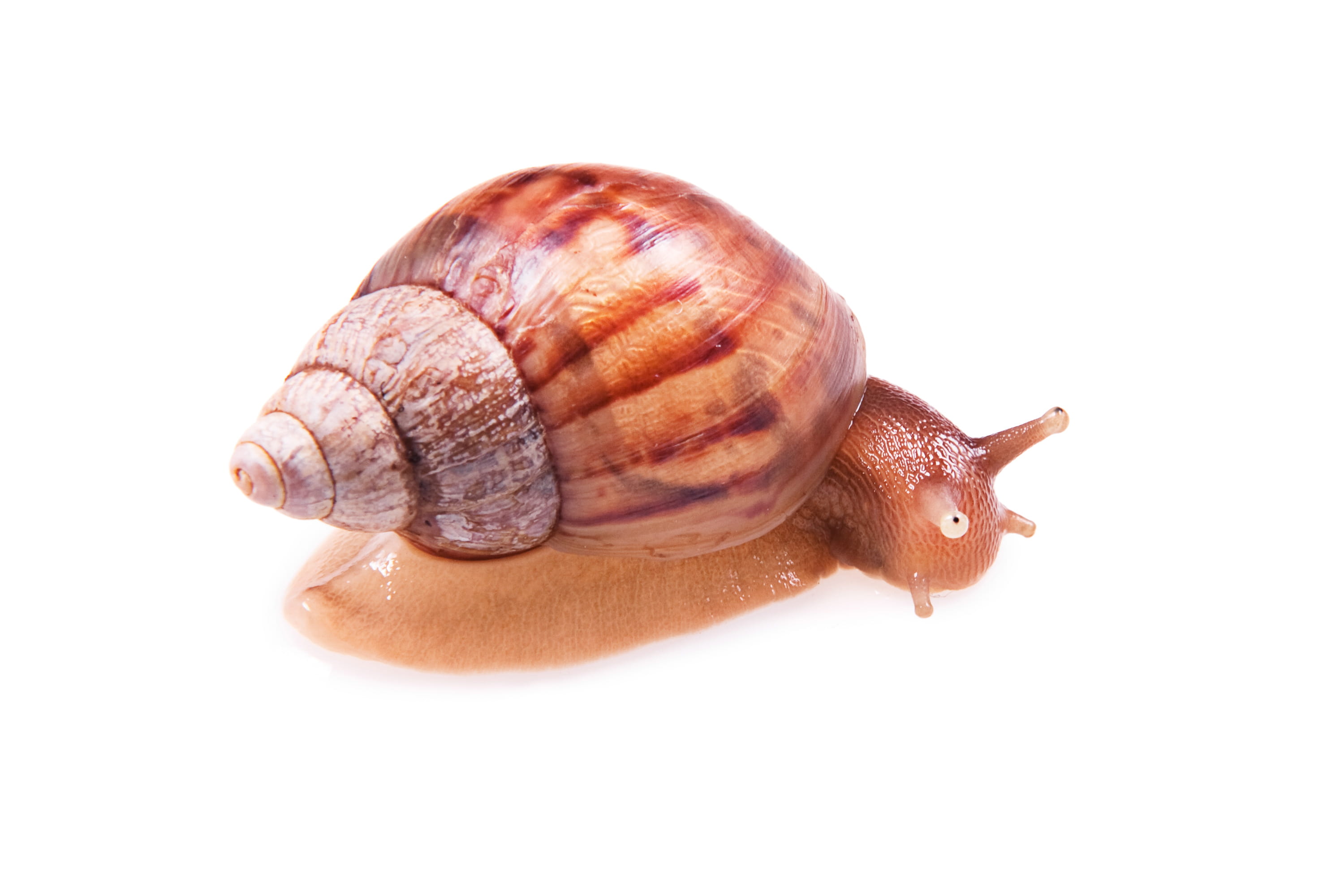 slimy, boredom, slug, animal shell, close-up, sluggish, cut out, animal body part, 2K, slow, molluscan, snail, closeup, one animal, animal antenna, shell, HD Wallpaper