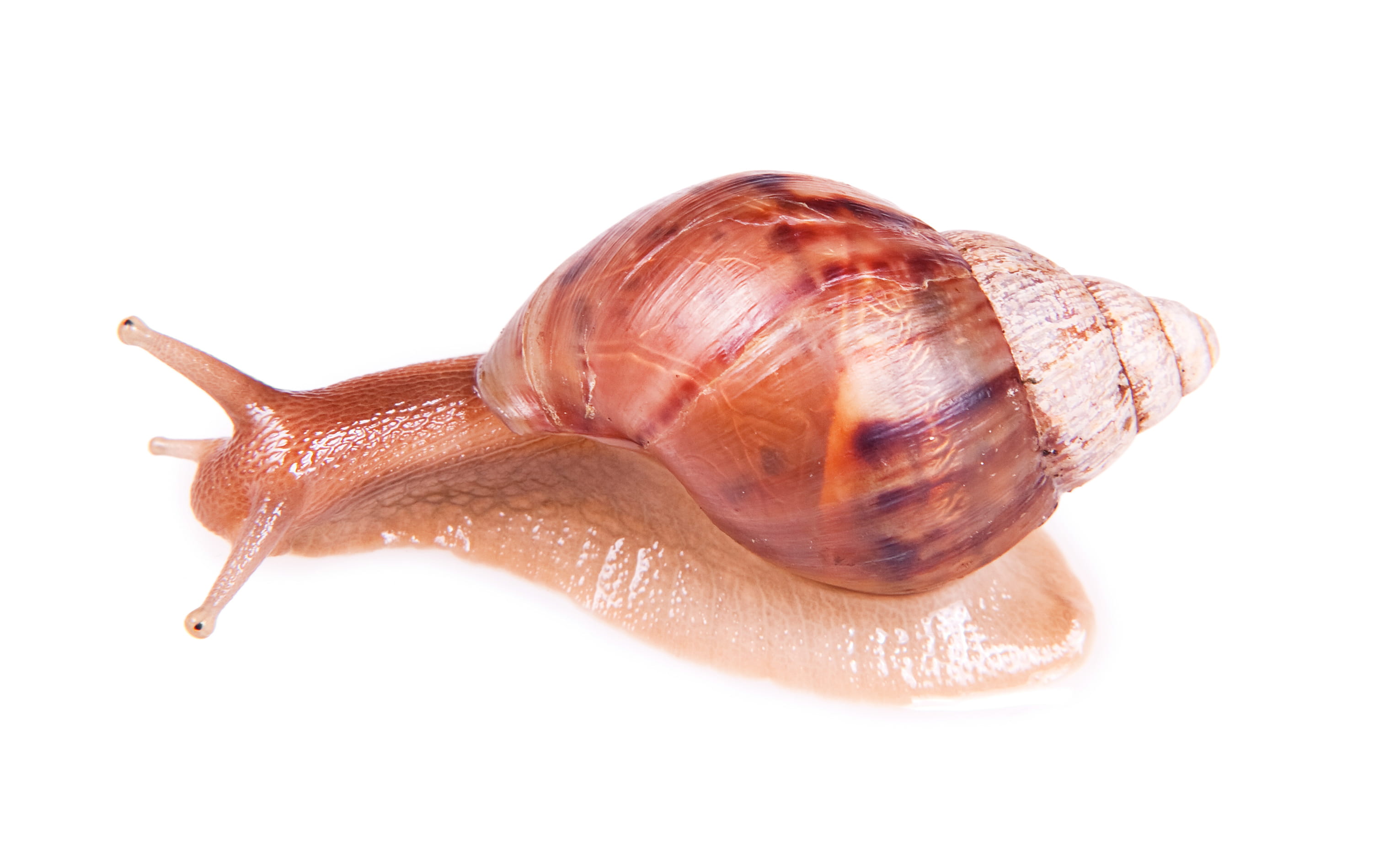 spiral, animal body part, mollusc, one, invertebrate, sluggish, animal antenna, brown, isolated, closeup, animal themes, cut out, slither, slow, animal wildlife, HD Wallpaper