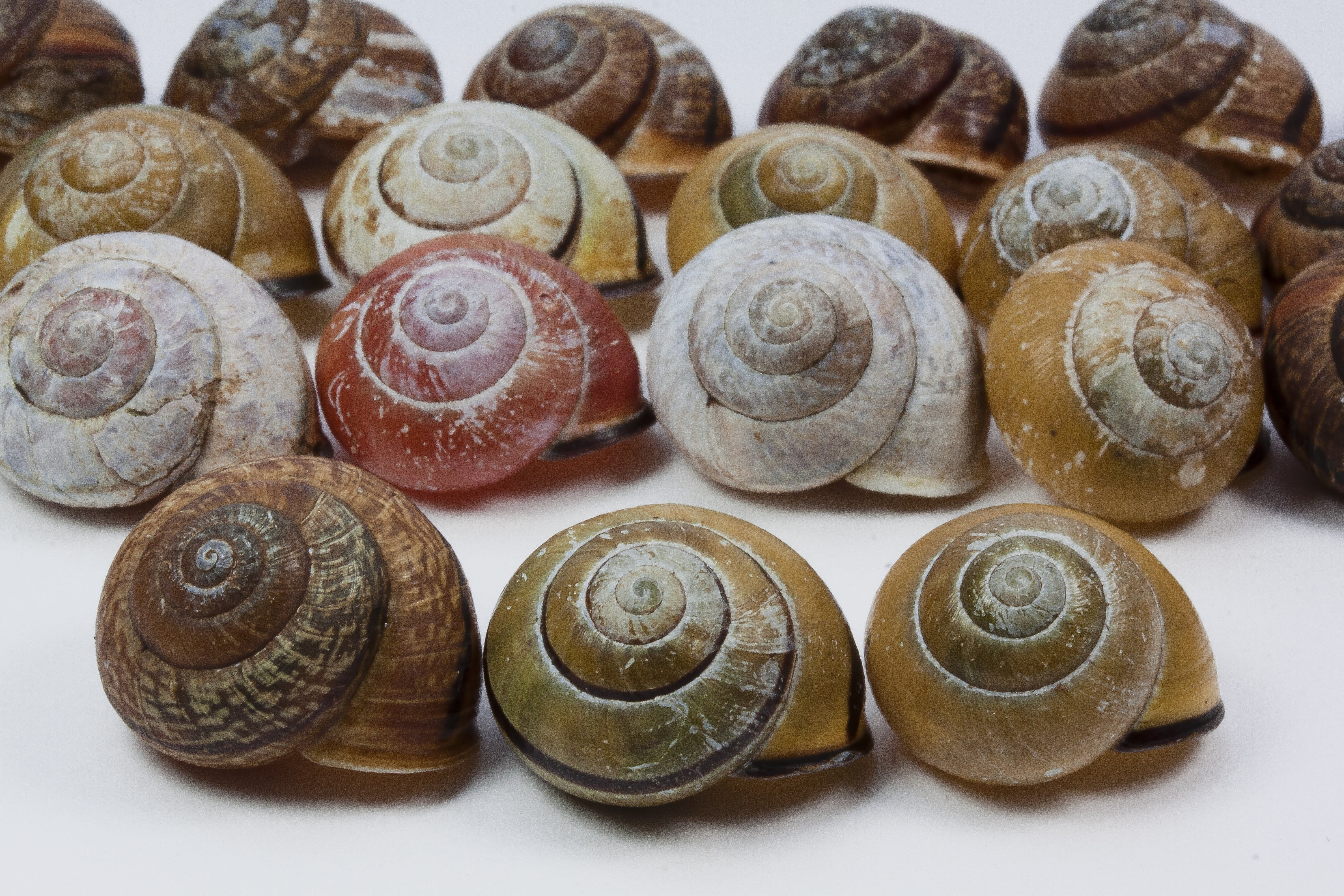 series, mollusk, 4K, shell, schalenweichtiere, still life, macro, large group of objects, food, indoors, molluscs, food and drink, gastropod, spiral, animal, HD Wallpaper