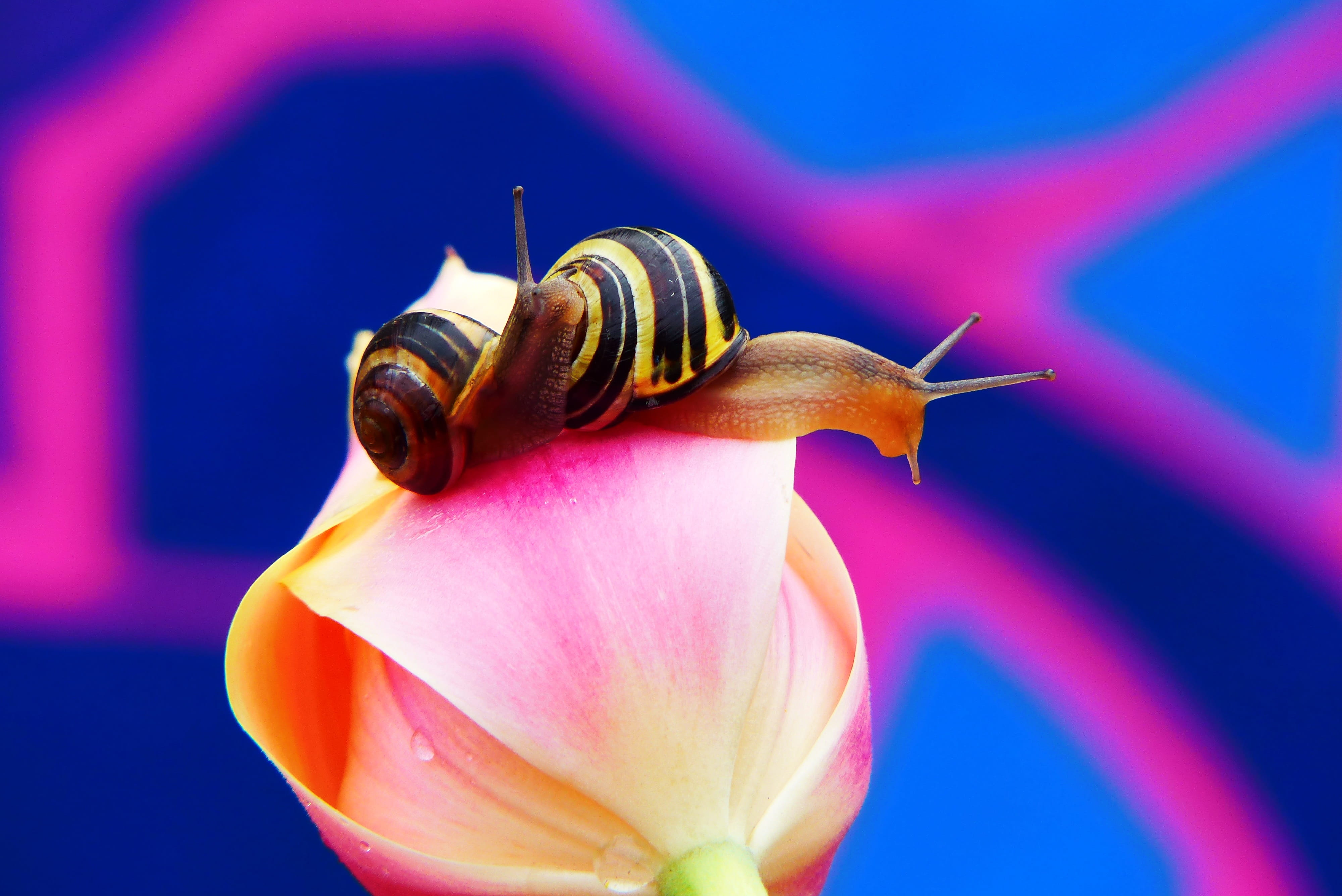 molluscs, nature, animal themes, beauty in nature, mollusk, garden, at the court of, no people, invertebrates, close-up, beautiful, animal, alive, flowering plant, HD Wallpaper