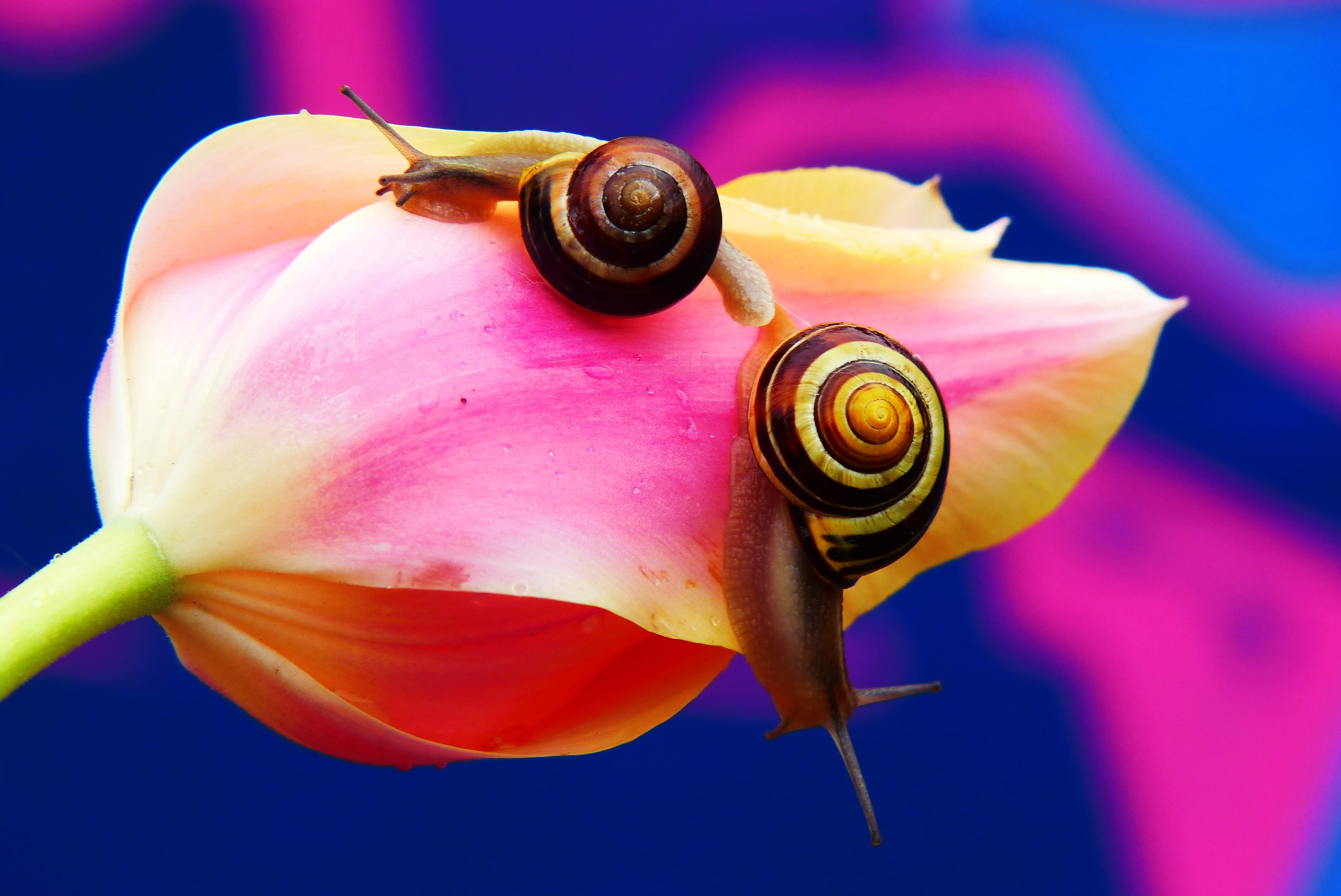 at the court of, spring, beauty in nature, plant, flowering plant, animals in the wild, spiral, snail, petal, animal, the environment, graffiti, tulip, HD Wallpaper