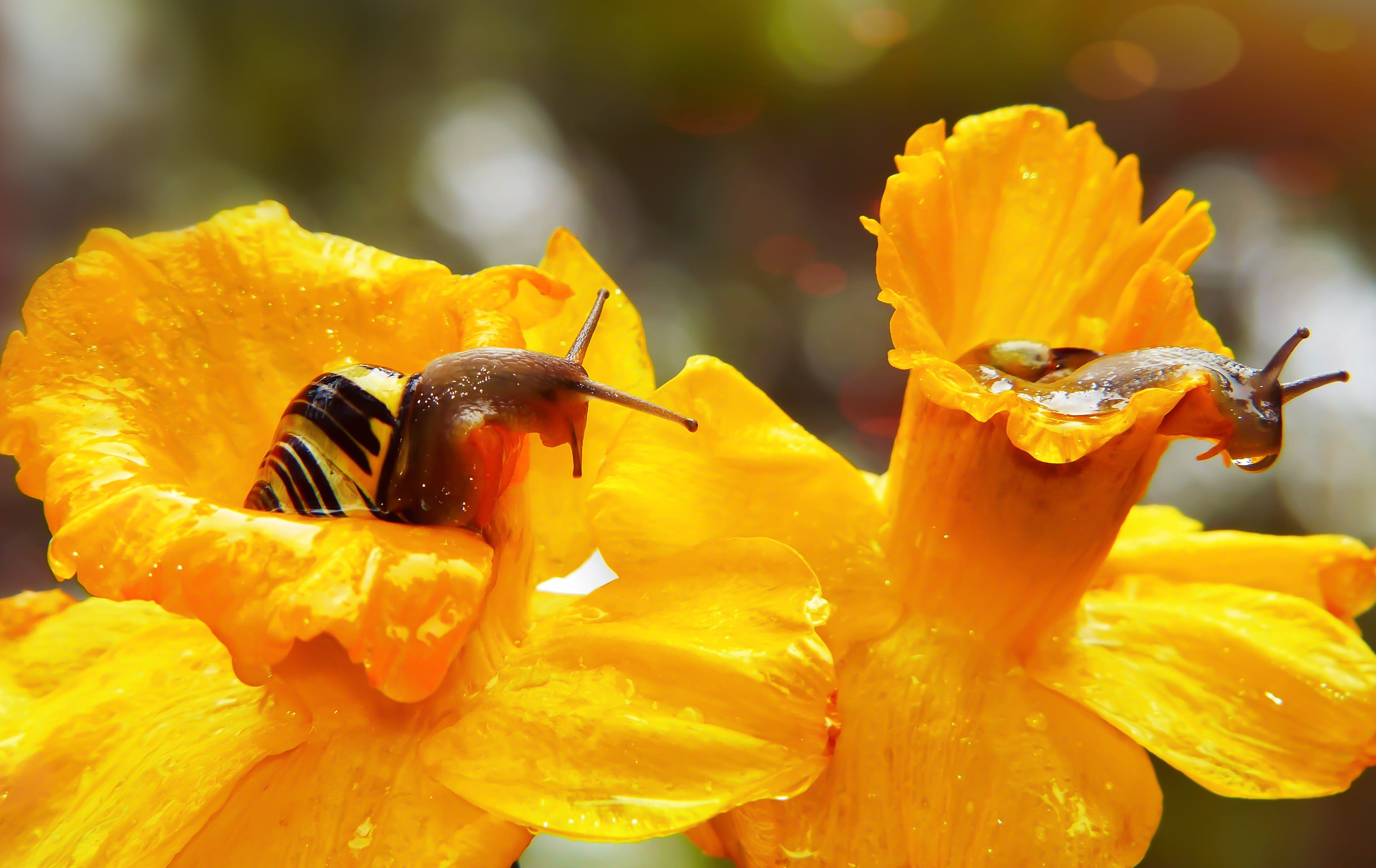 petal, alive, no people, floral, the environment, invertebrates, freshness, fragility, closeup, at the court of, flowering plant, animal wildlife, spring, HD Wallpaper