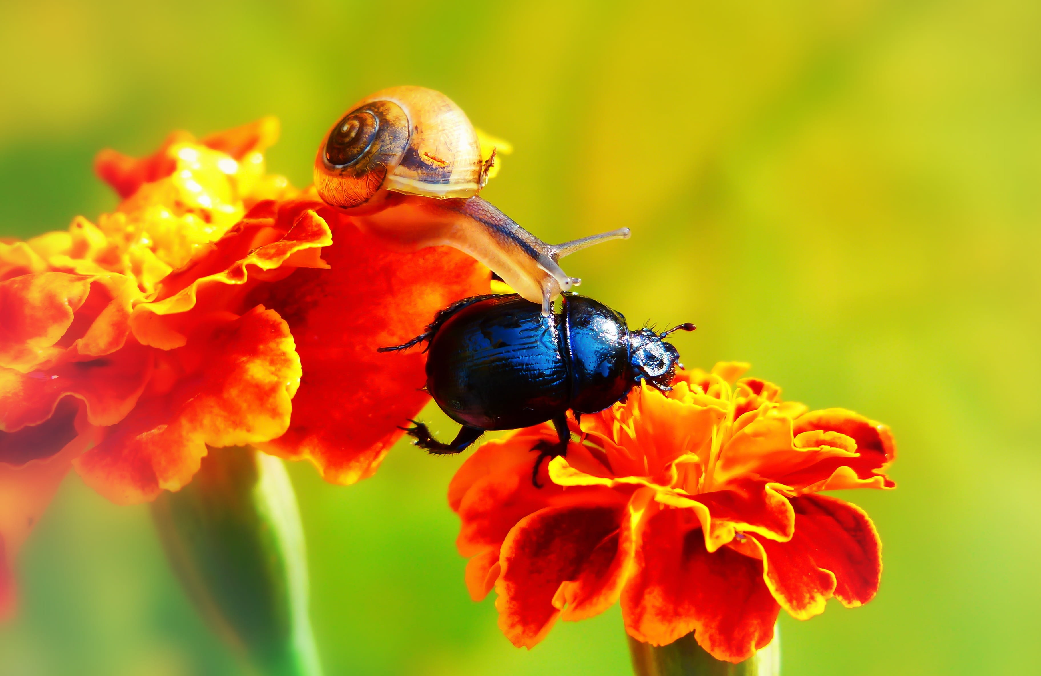 molluscs, animal, the beetles, invertebrate, close-up, fragility, pollination, vulnerability, pollen, bee, antennae, brzuchonóg, snail, 2K, forest beetle, HD Wallpaper