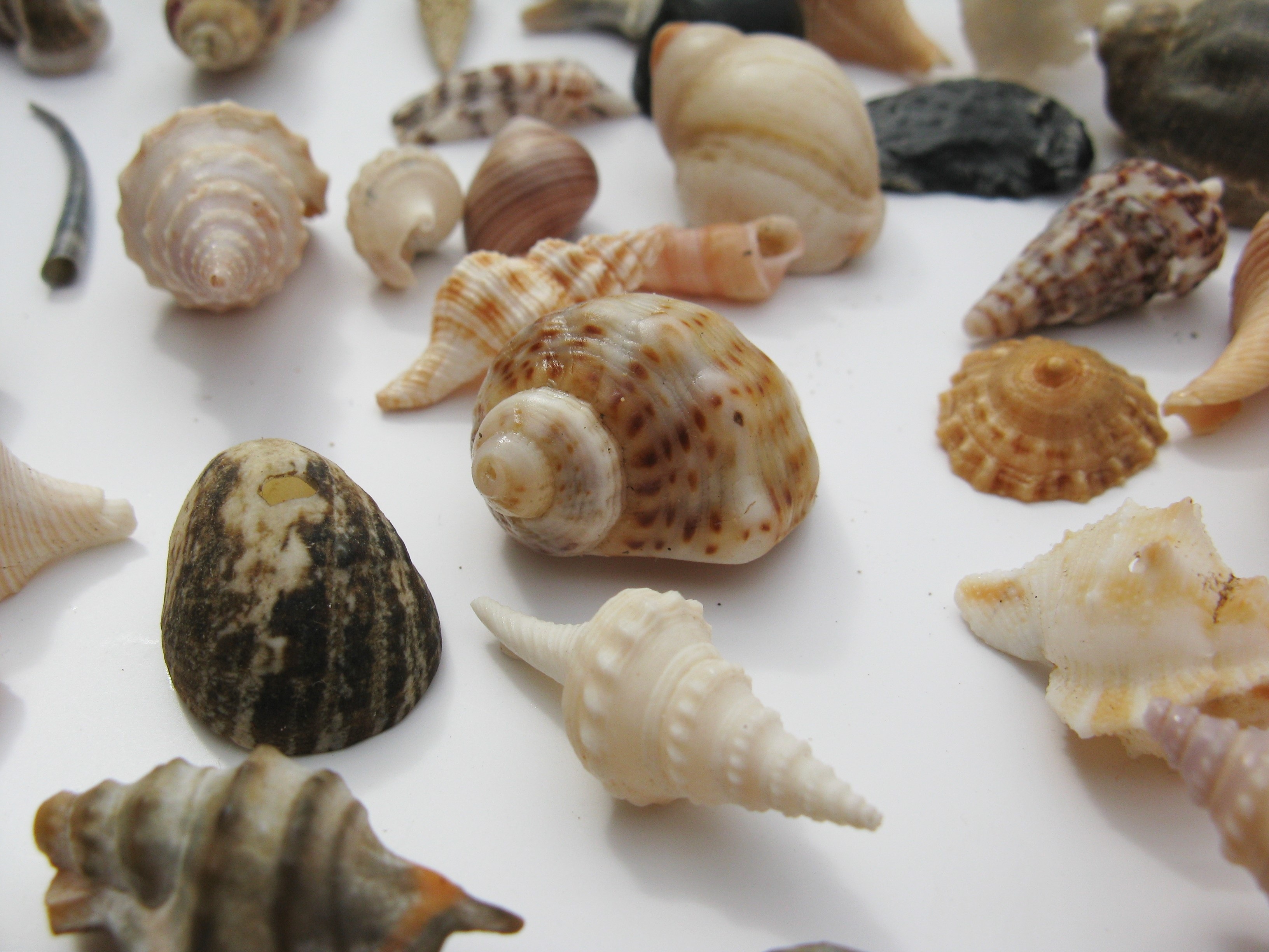 shellfish, animal, sea animals, food and drink, large group of objects, indoors, nature, freshness, housing, wellbeing, food, collection, french food, maritime, HD Wallpaper
