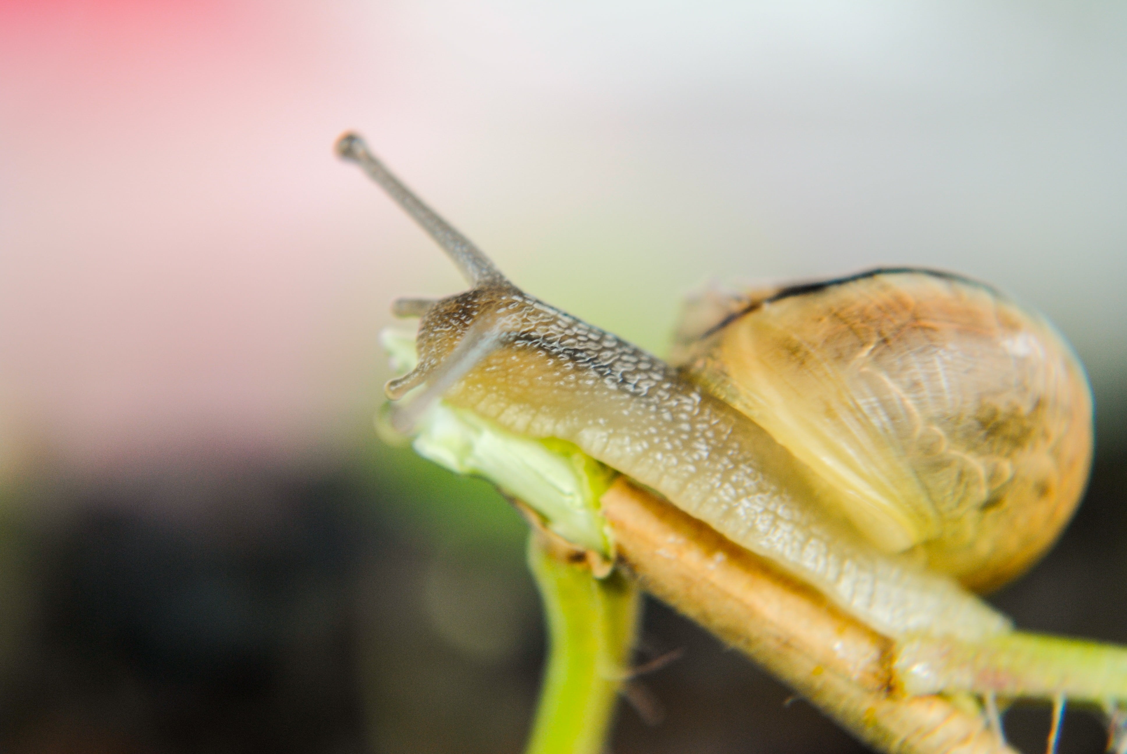 close-up, selective focus, snail, animals in the wild, mollusk, one animal, animal body part, animal, animal wildlife, no people, 4K, nature, marine, invertebrate, HD Wallpaper