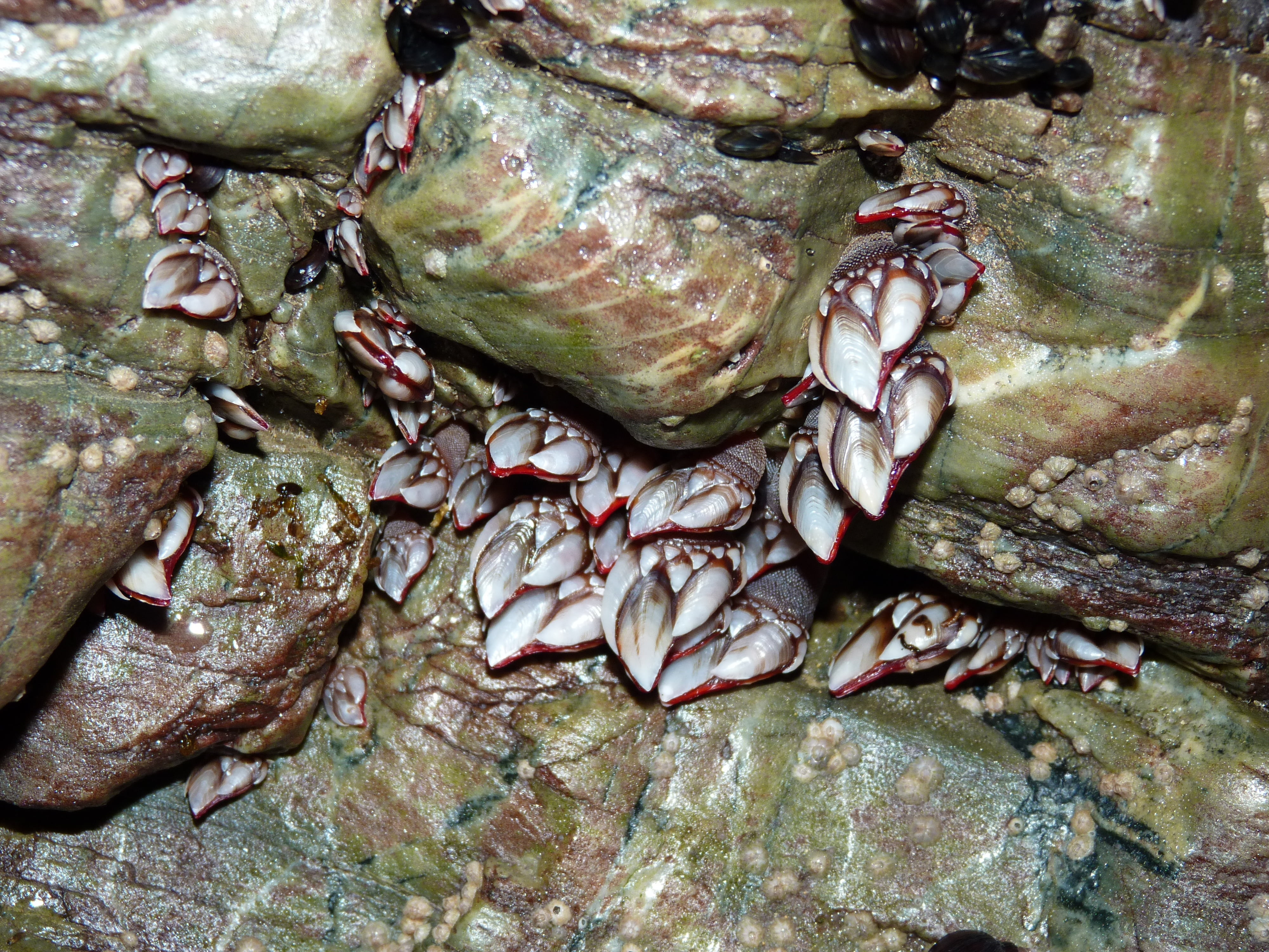 freshness, sea, fish, meat, indoors, market, seafood, no people, wellbeing, healthy eating, food and drink, full frame, barnacles, molluscs, rock, for sale, HD Wallpaper
