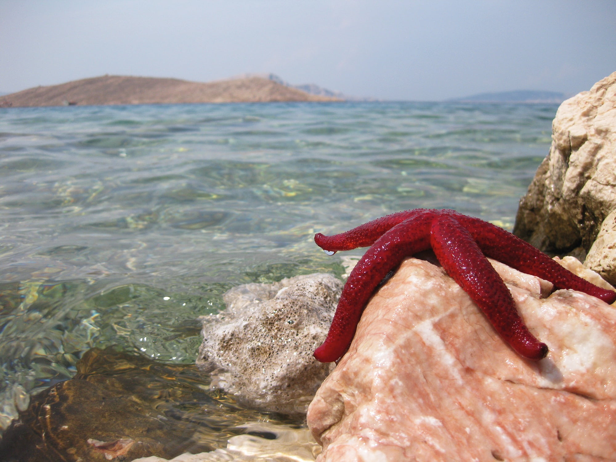 sky, sea, red, vacations, shallow, ocean, beach, solid, focus on foreground, 1080P, sun, focus, starfish, nature, one animal, bright blue sky, croatia, HD Wallpaper