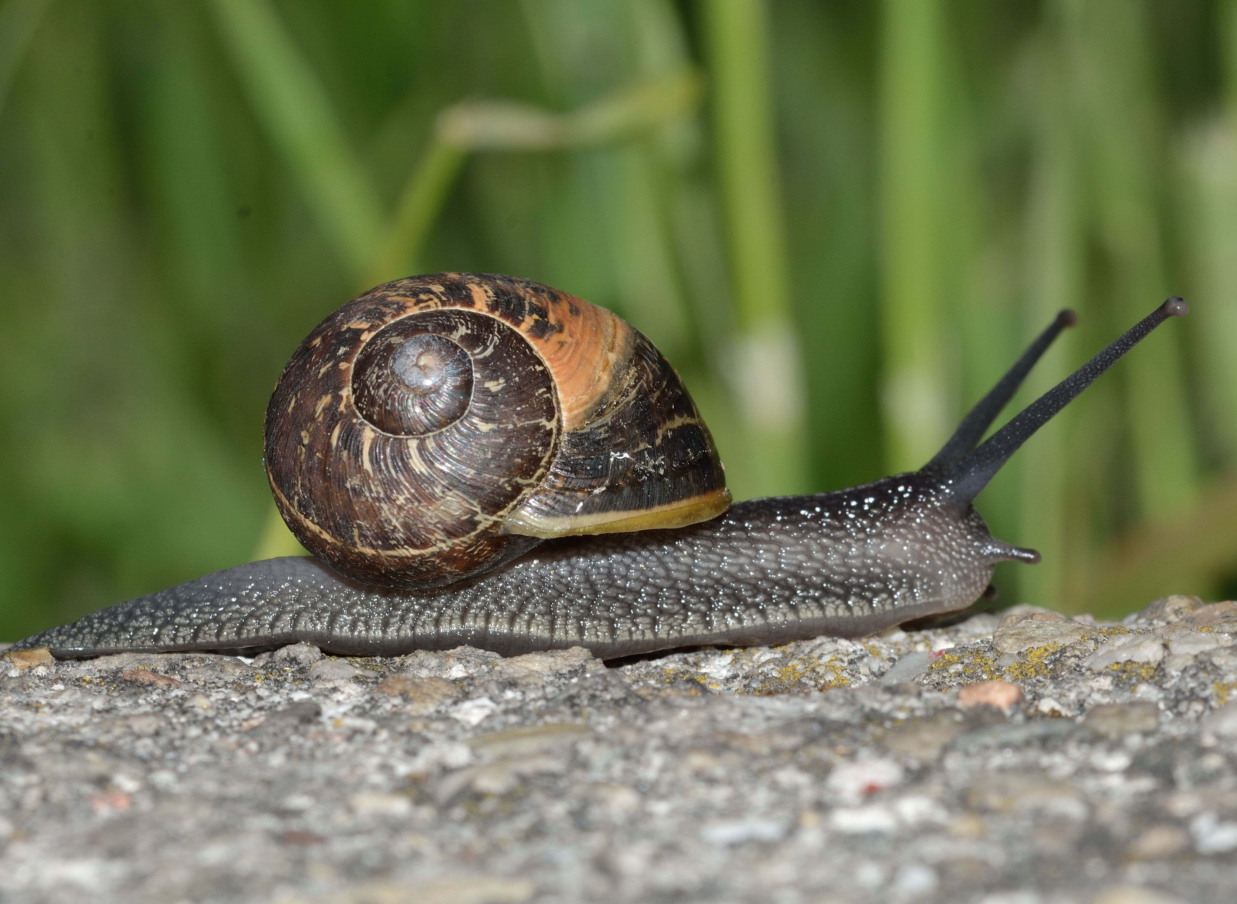 animals in the wild, animal shell, mollusk, mollusc, day, brown, 4K, animal themes, no people, animal antenna, invertebrates, one animal, snail, animal wildlife, HD Wallpaper