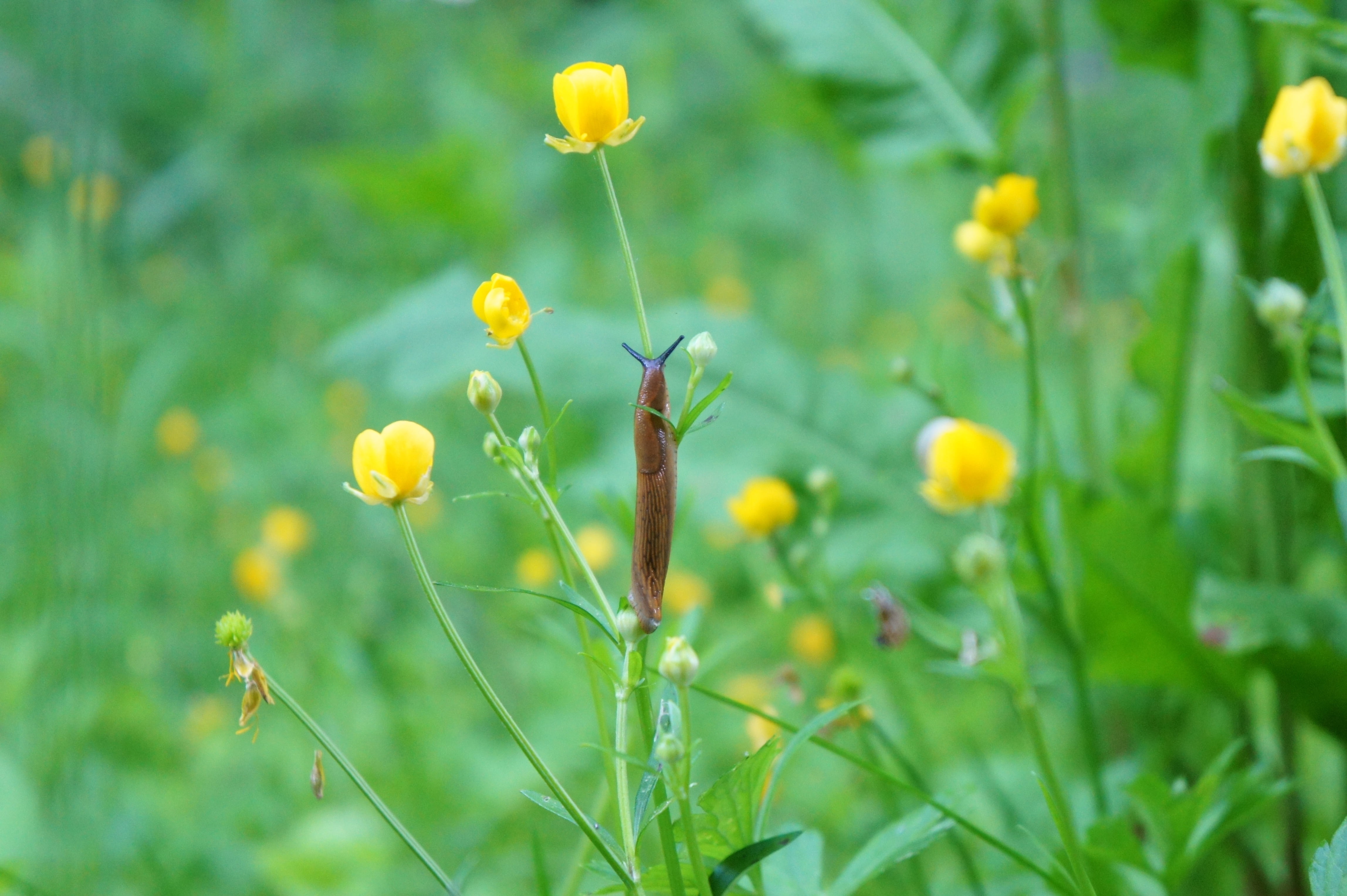 4K, beauty in nature, plant, yellow, selective focus, flowering plant, nature, slug, land, animal, food and drink, flower, springtime, grass, green color, HD Wallpaper