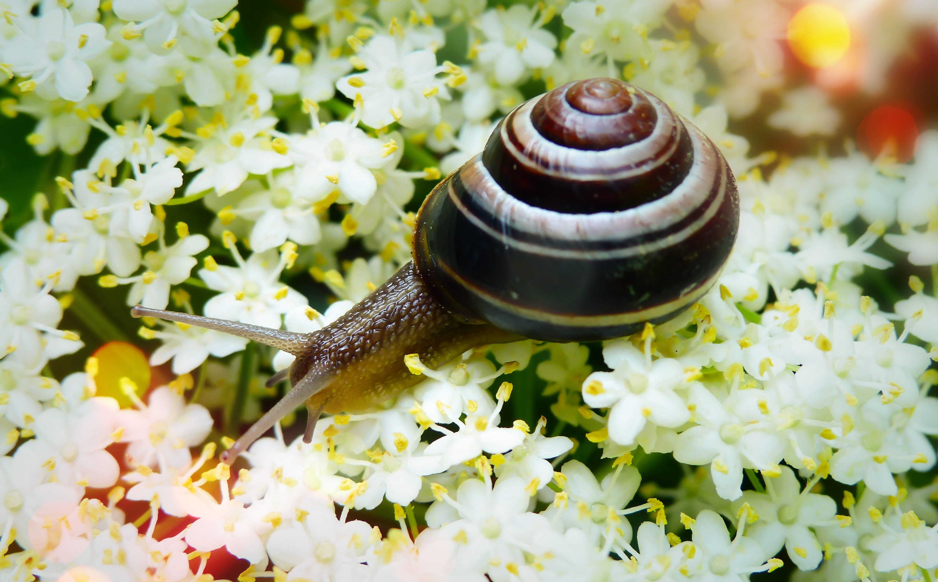 bokeh, animal shell, flower, crawling, at the court of, close-up, beauty in nature, shell, no people, flowers, brzuchonóg, spring, flowering plant, closeup, HD Wallpaper