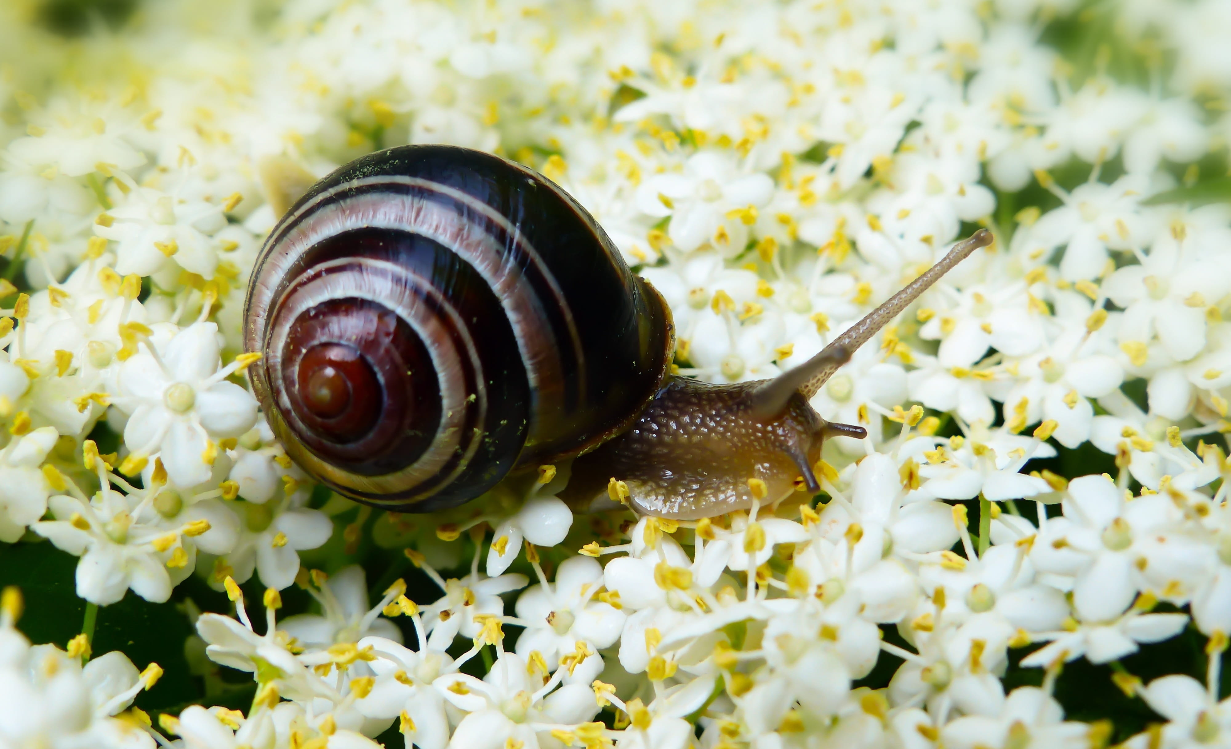 molluscs, flowering plant, vegetation, flower, brzuchonóg, animal antenna, lawn, insect, beauty in nature, spiral, plant, no people, 4K, invertebrate, HD Wallpaper