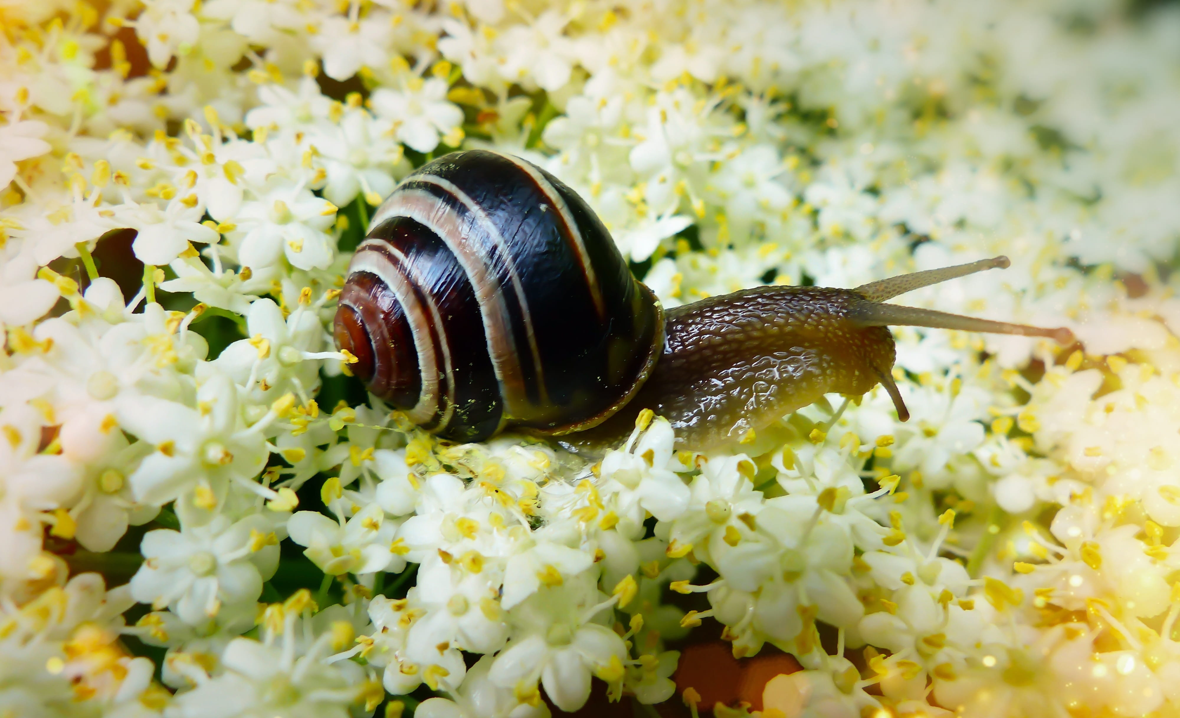 gastropod, lawn, flower, flowering plant, animal, nature, animals in the wild, spiral, biology, mollusk, snail, animal body part, shellfish, animal themes, HD Wallpaper