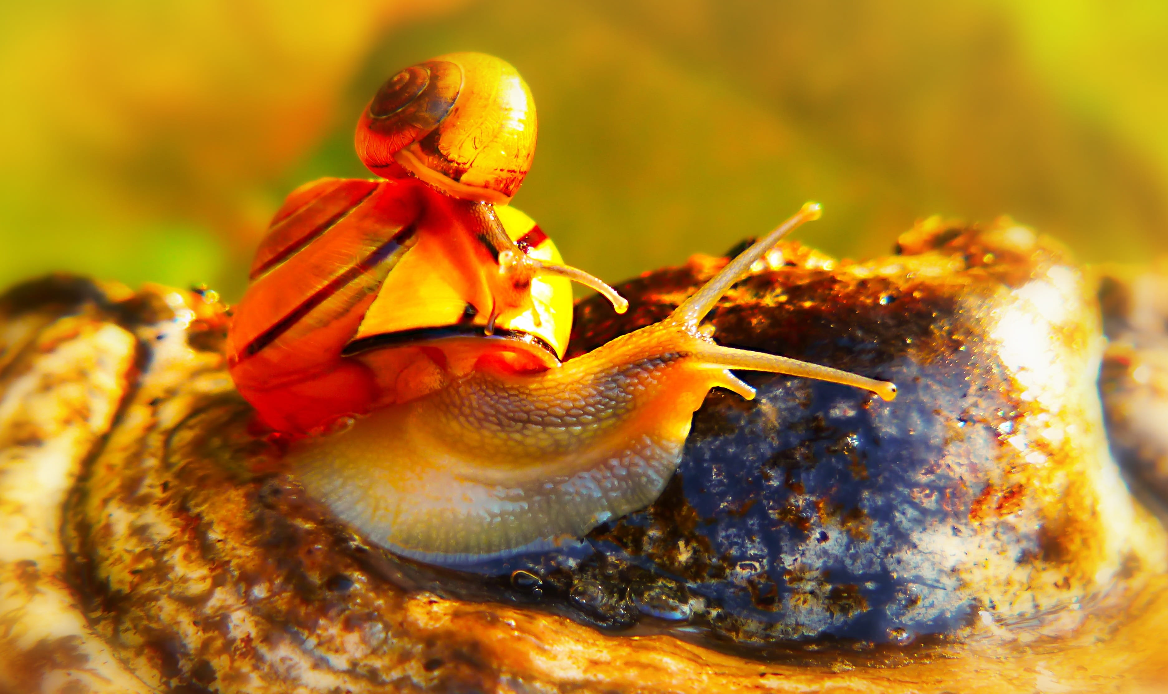 animals, snail, day, animal wildlife, no people, spiral, seasons of the year, orange color, color, one animal, hub, nature, marine, autumn, slide, forest, HD Wallpaper