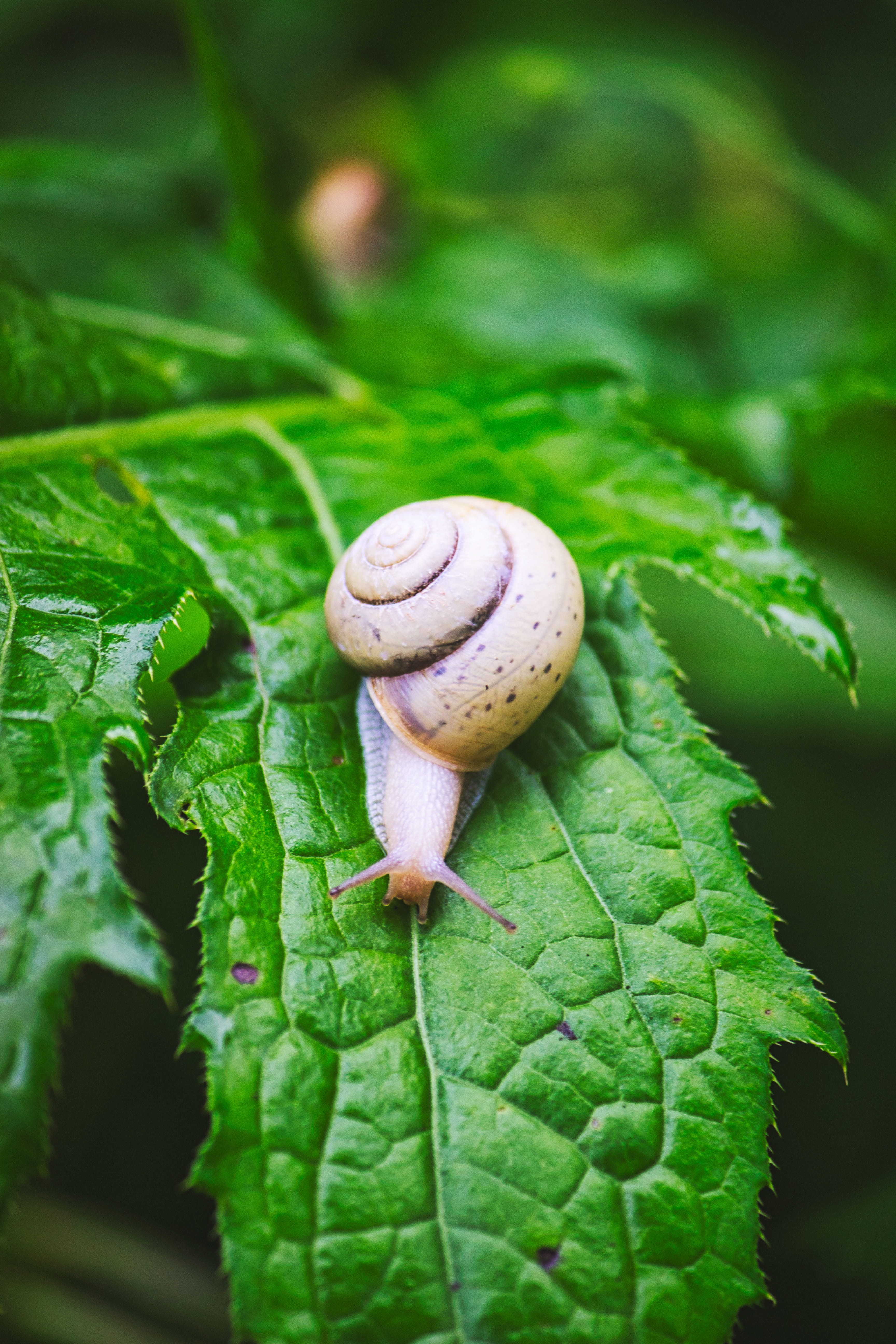 animals in the wild, spiral, glide, nature, autumn, one animal, macro, rain, alive, molluscs, snail, animal shell, plant, outdoors, invertebrates, animal wildlife, Phone HD Wallpaper