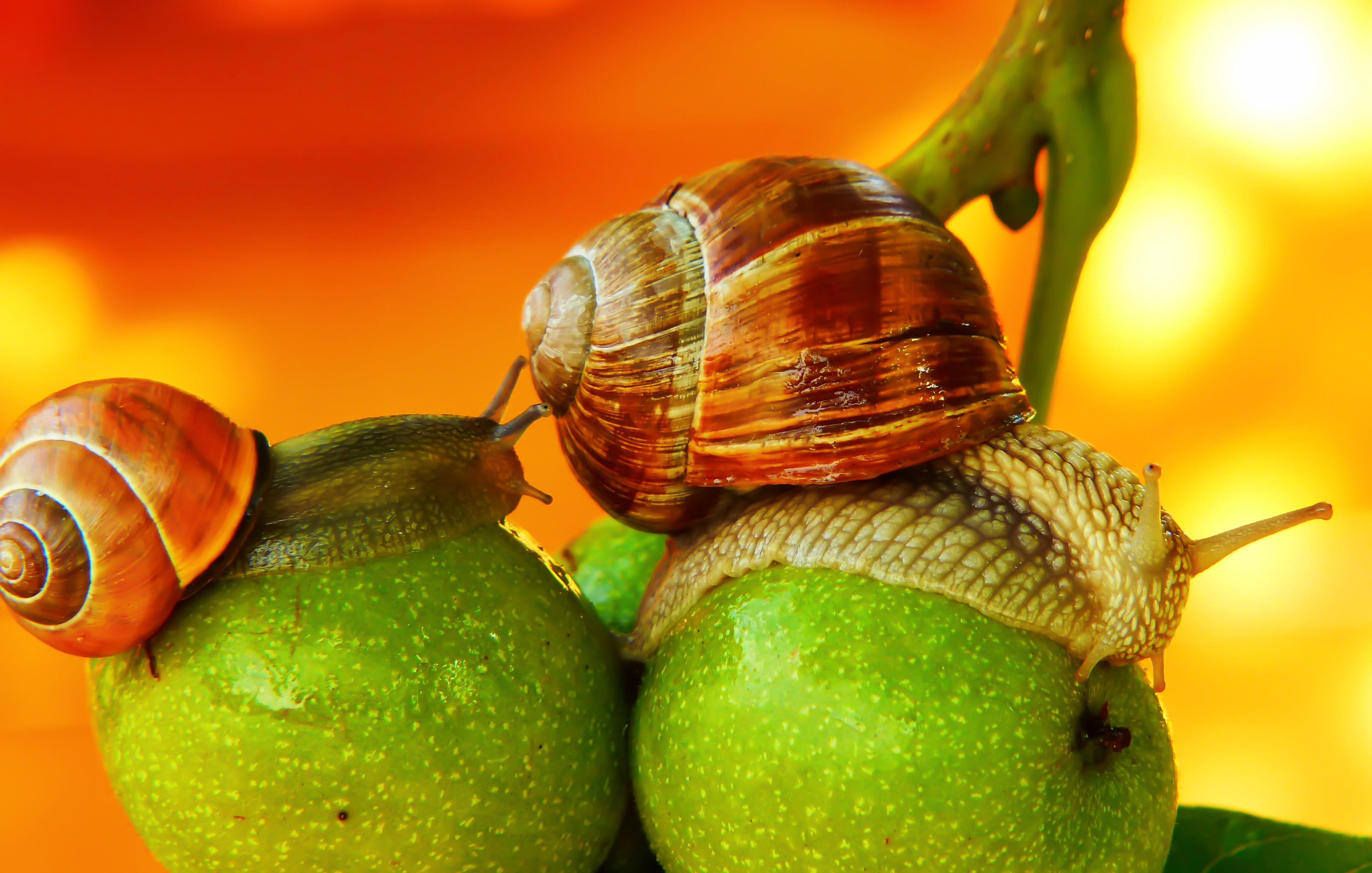 freshness, shell, nature, animals in the wild, summer, focus on foreground, at the court of, alive, beautiful, the environment, close-up, wstężyk huntsman, HD Wallpaper