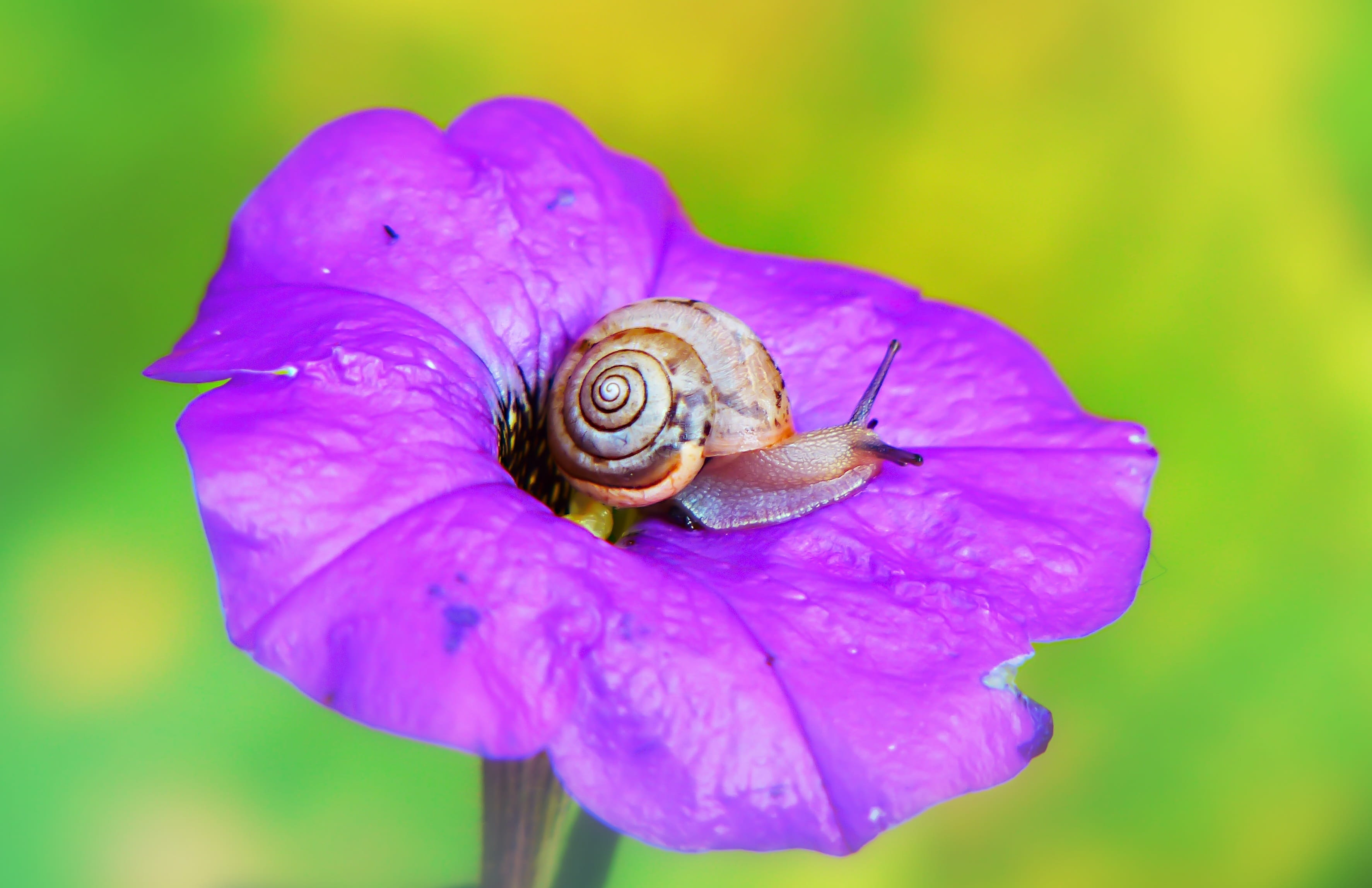 zaroślarka total, flower head, one animal, autumn, outdoors, animal, closeup, no people, biology, mollusk, fragility, animal wildlife, invertebrate, animals in the wild, HD Wallpaper