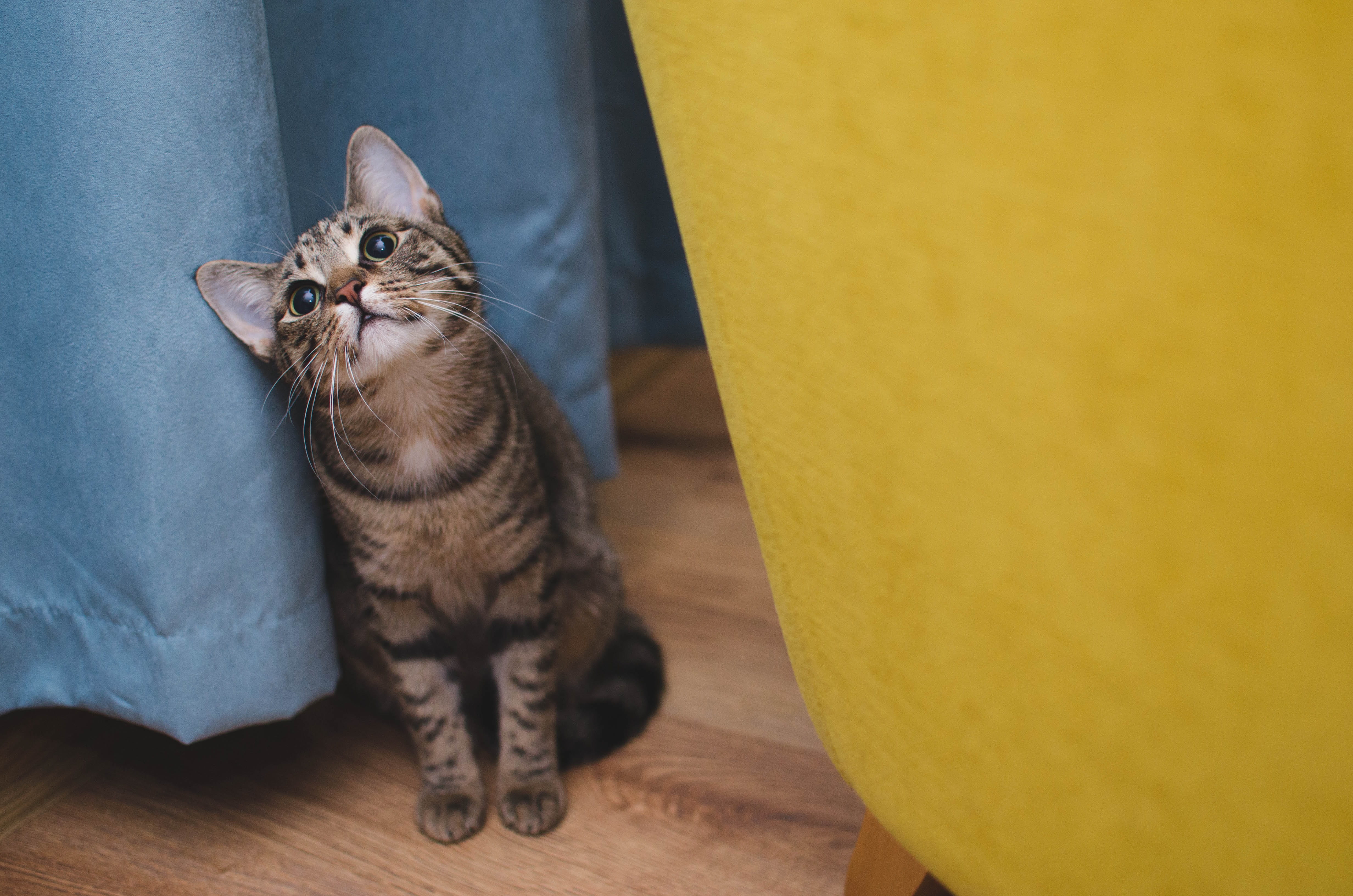 pets, one animal, kitten, cat, whisker, indoors, 4K, vertebrate, domestic animals, relaxation, animal, sitting cat, domestic, high angle view, feline, HD Wallpaper