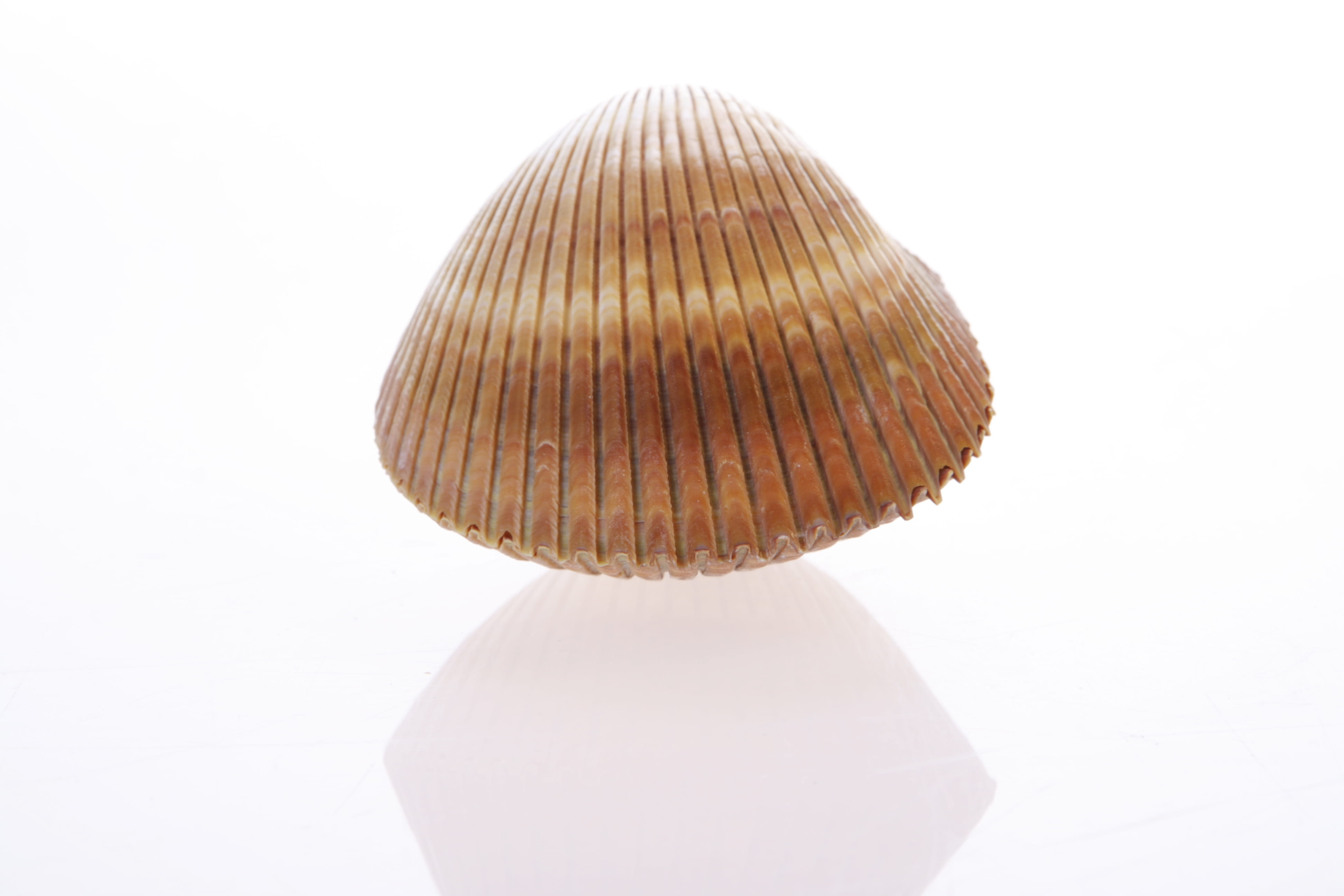 thorn, white, simplicity, cowrie, exotic, pattern, wood - material, indoors, summer, nature, no people, studio shot, sea, marine, still life, design, shell, HD Wallpaper