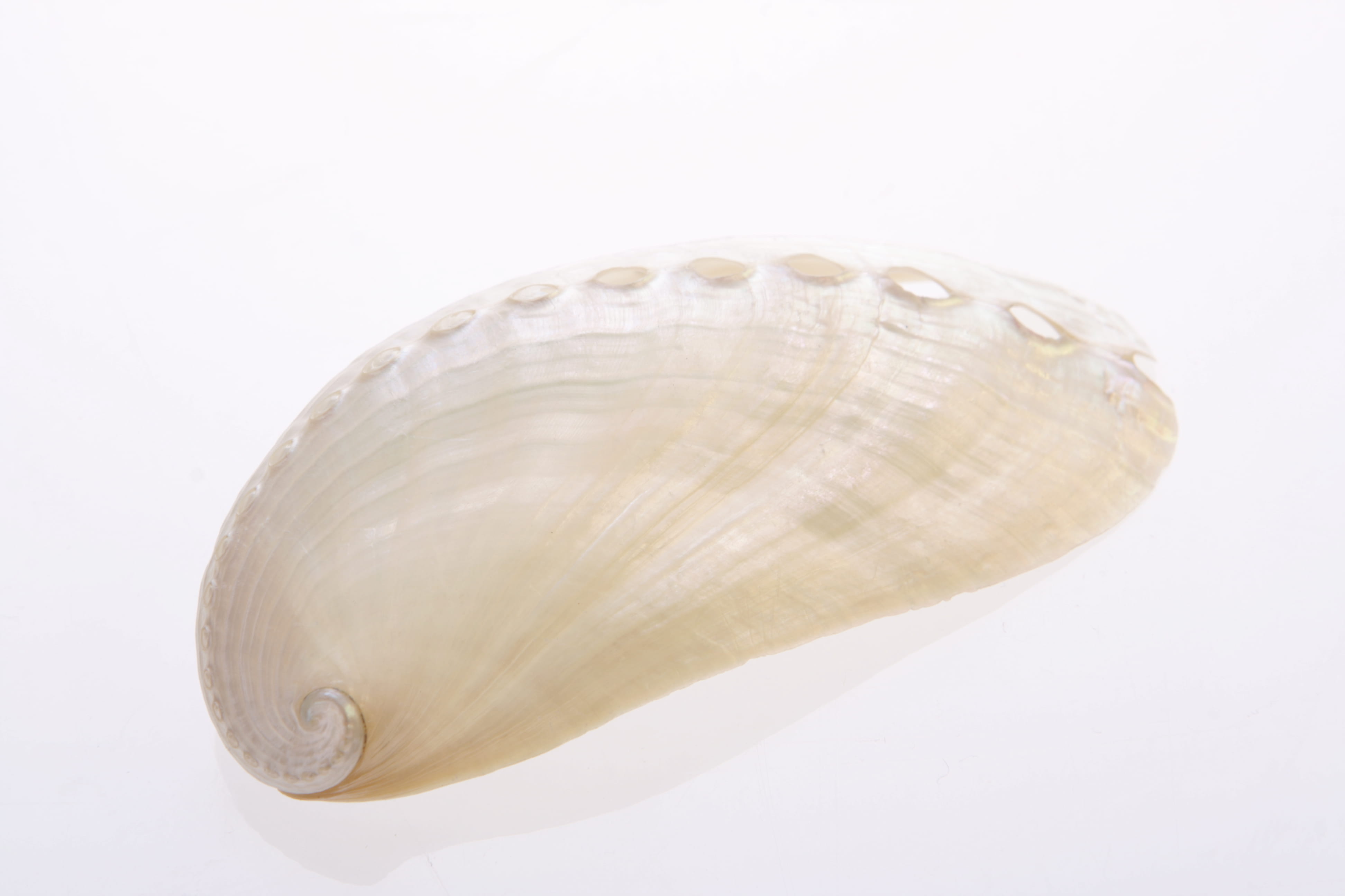 coral, life, natural, maritime, pod, isolated, swirl, photo, mussel, close-up, closeup, environment, thorn, security, seashore, animal, white, mollusk, HD Wallpaper