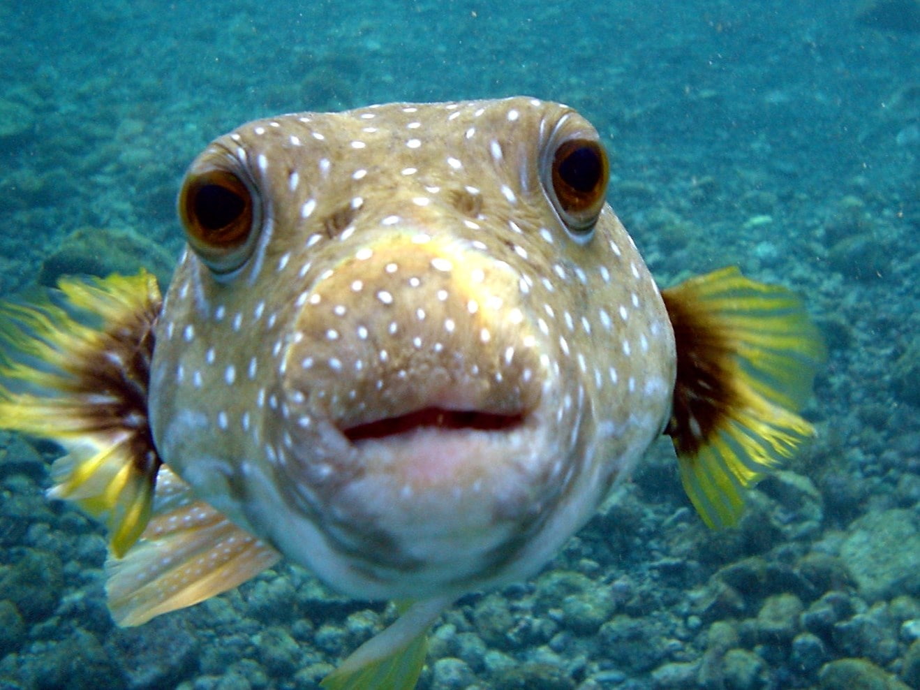 720P, pufferfish, HD Wallpaper