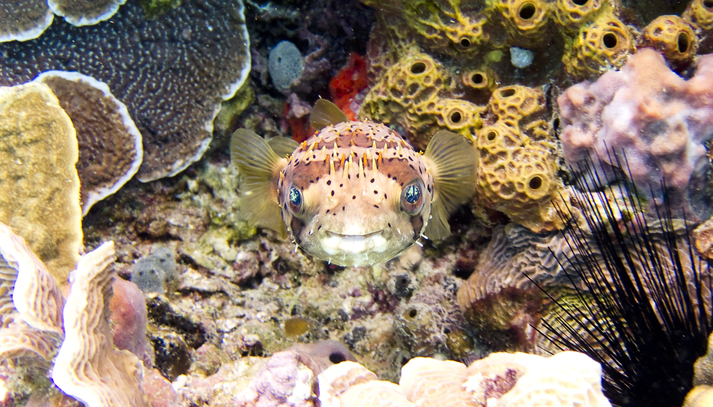 reef, one animal, photography, animals in the wild, marine, nature, solid, coral, sea, underwater, brown, outdoors, sea life, animal, pufferfish, no people, HD Wallpaper