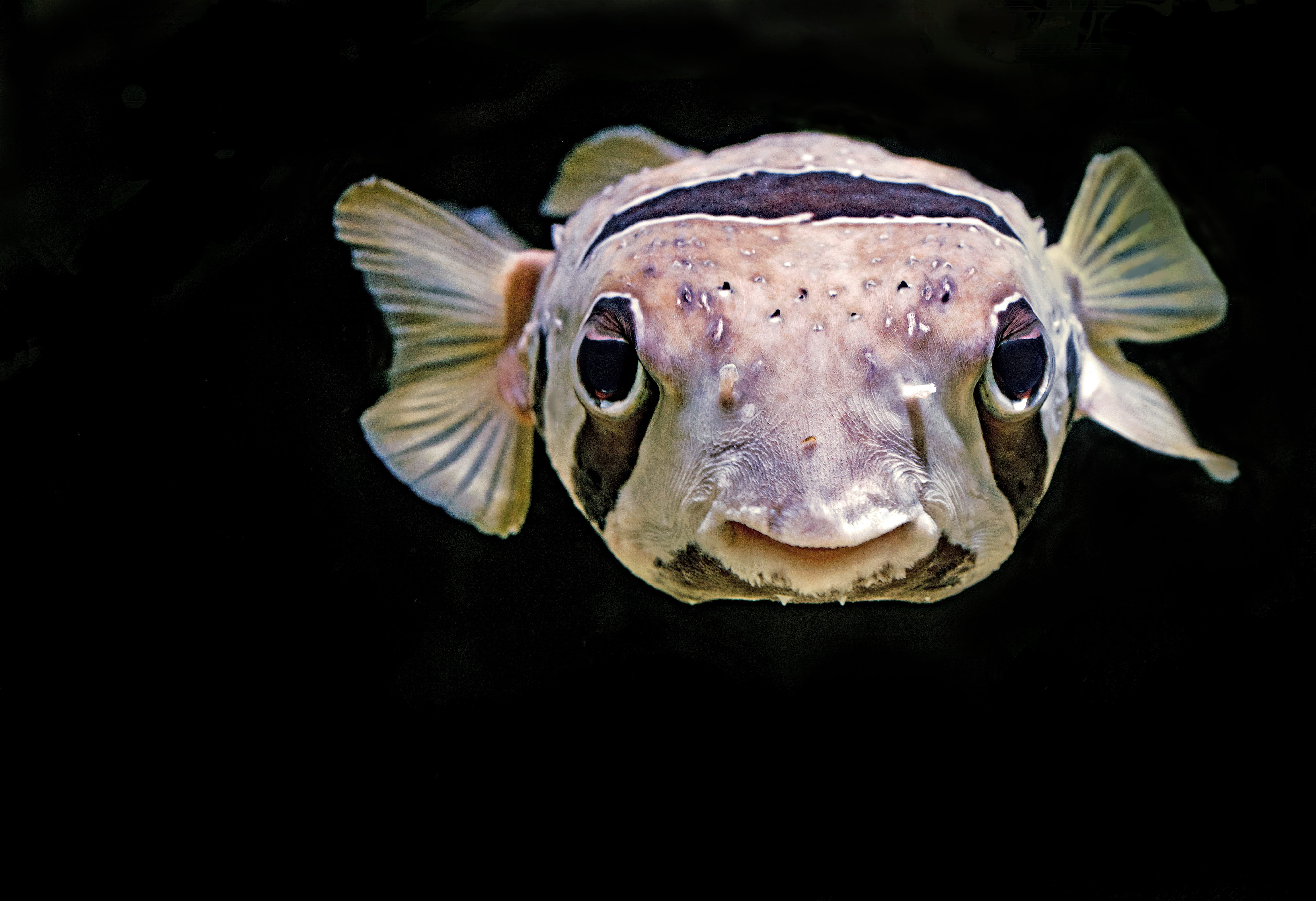 brown, close, animal wildlife, one animal, pufferfish, purple, animal eye, animal body part, swimming, black background, underwater, looking at camera, HD Wallpaper