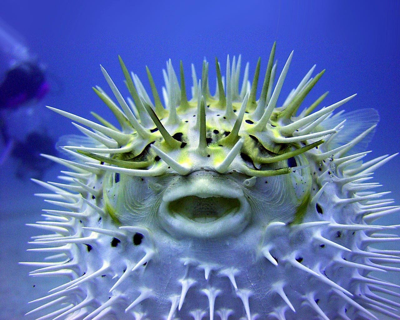 720P, Animal, Pufferfish, Fish, HD Wallpaper