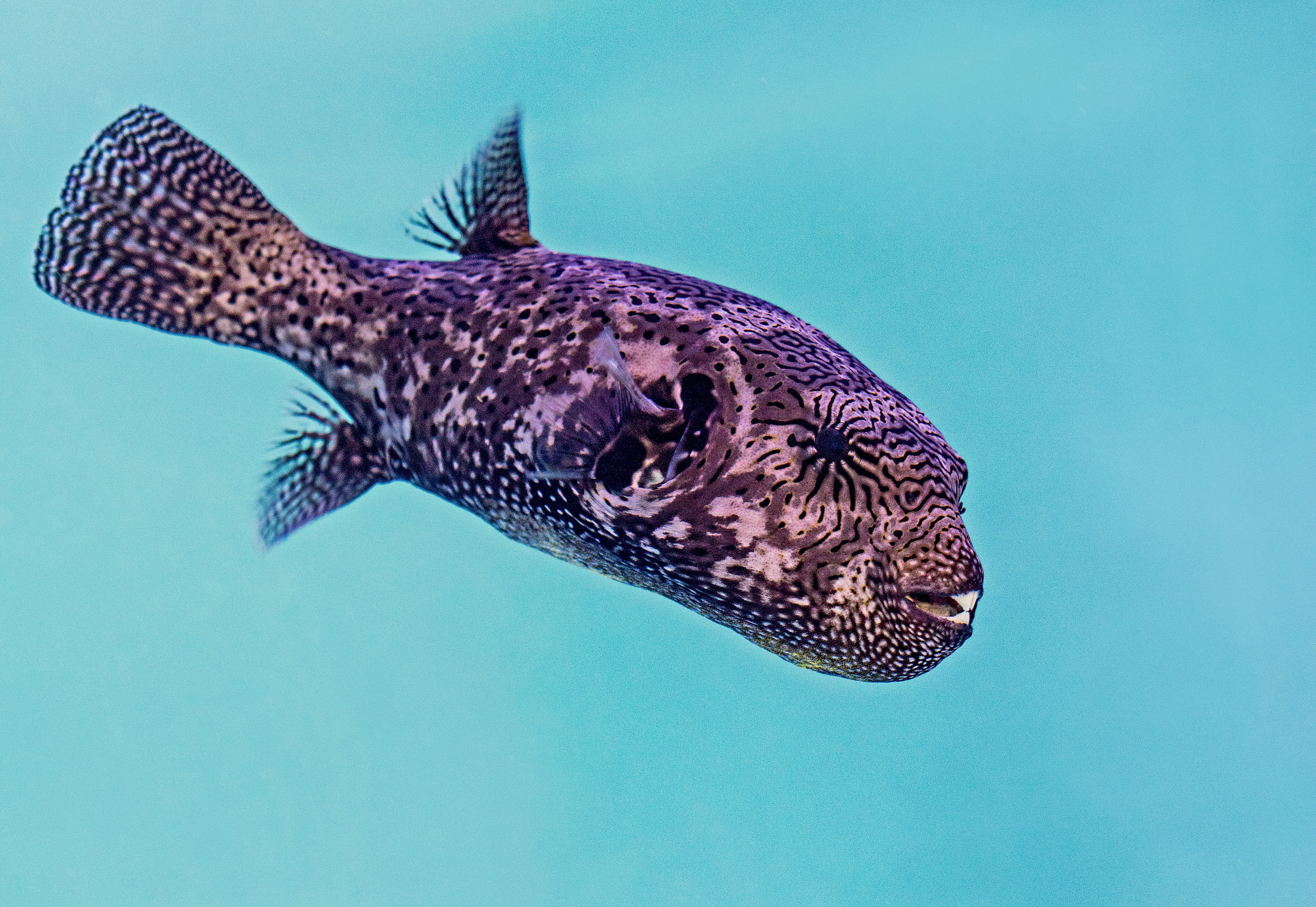 animals in the wild, undersea, underwater, brown, puffer, black, swimming, shark, aquarium, fish, sea, turquoise colored, one animal, water, nature, purple, HD Wallpaper