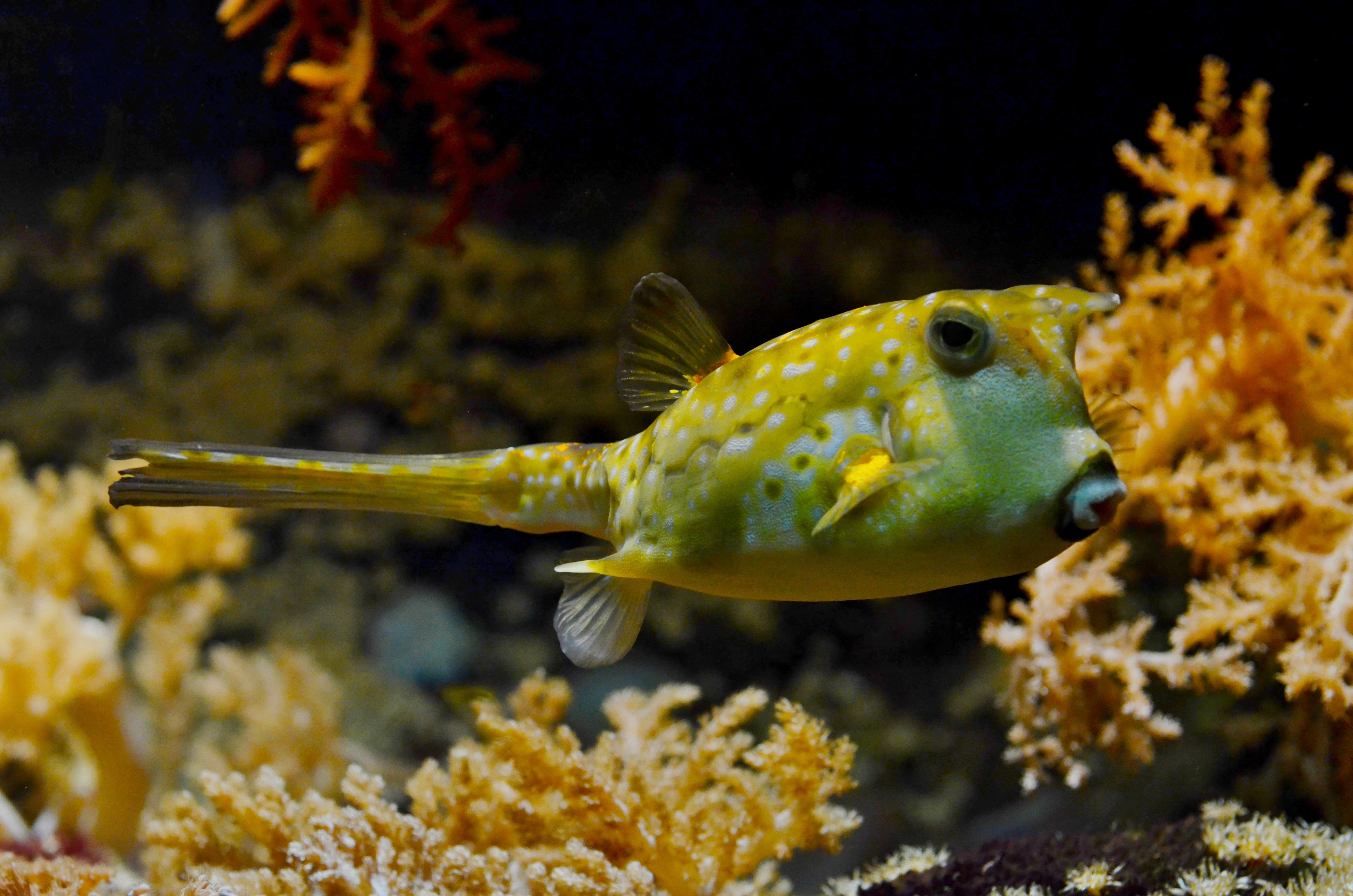 animal wildlife, undersea, pet, 4K, vertebrate, sea life, swimming, one animal, animal themes, green, yellow, blowfish, no people, teal, under water, invertebrate, HD Wallpaper