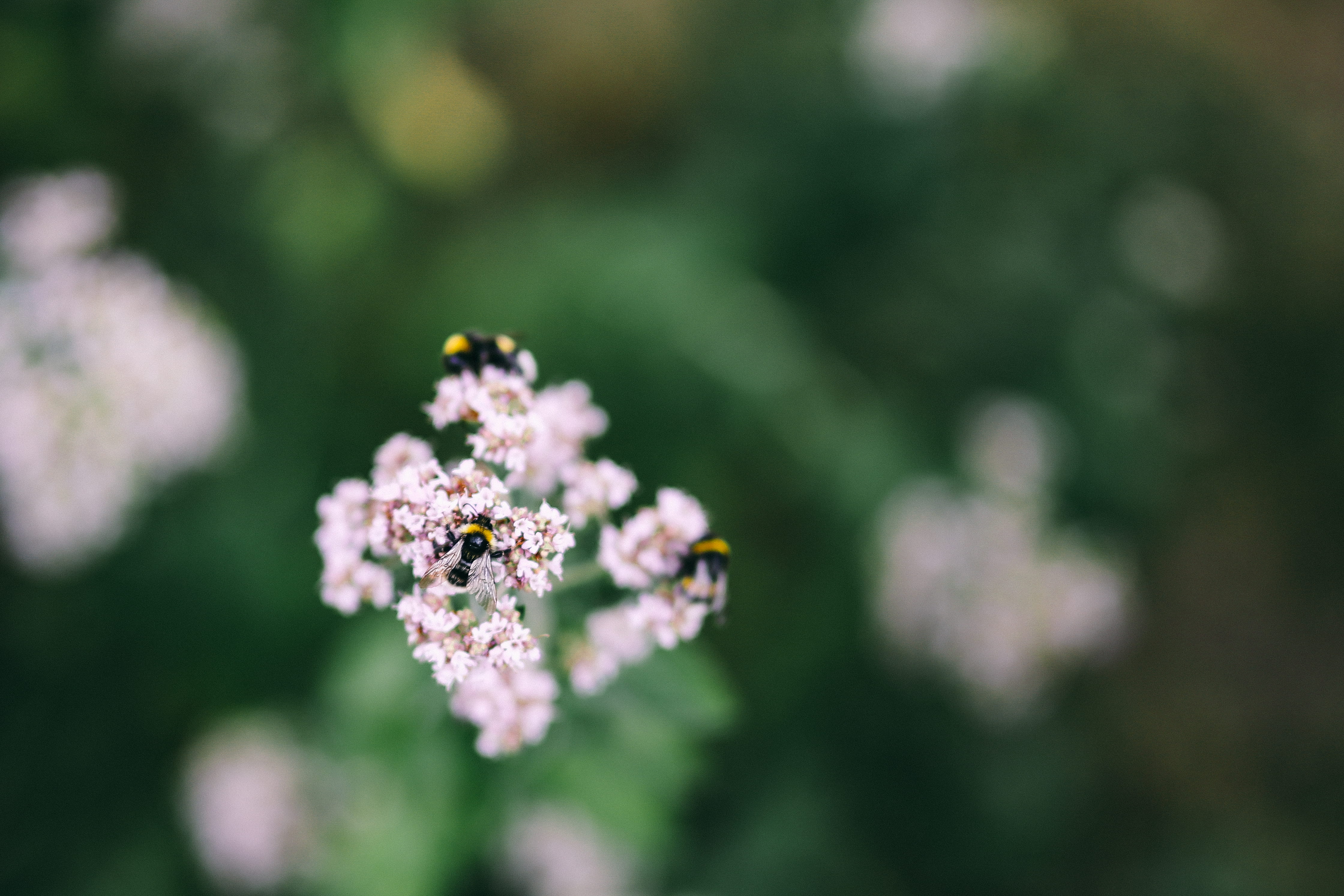 flora, plant part, bloom, springtime, 4K, no People, season, blossom, focus on foreground, growth, flower Head, blooming, fruits, leaf, inflorescence, HD Wallpaper