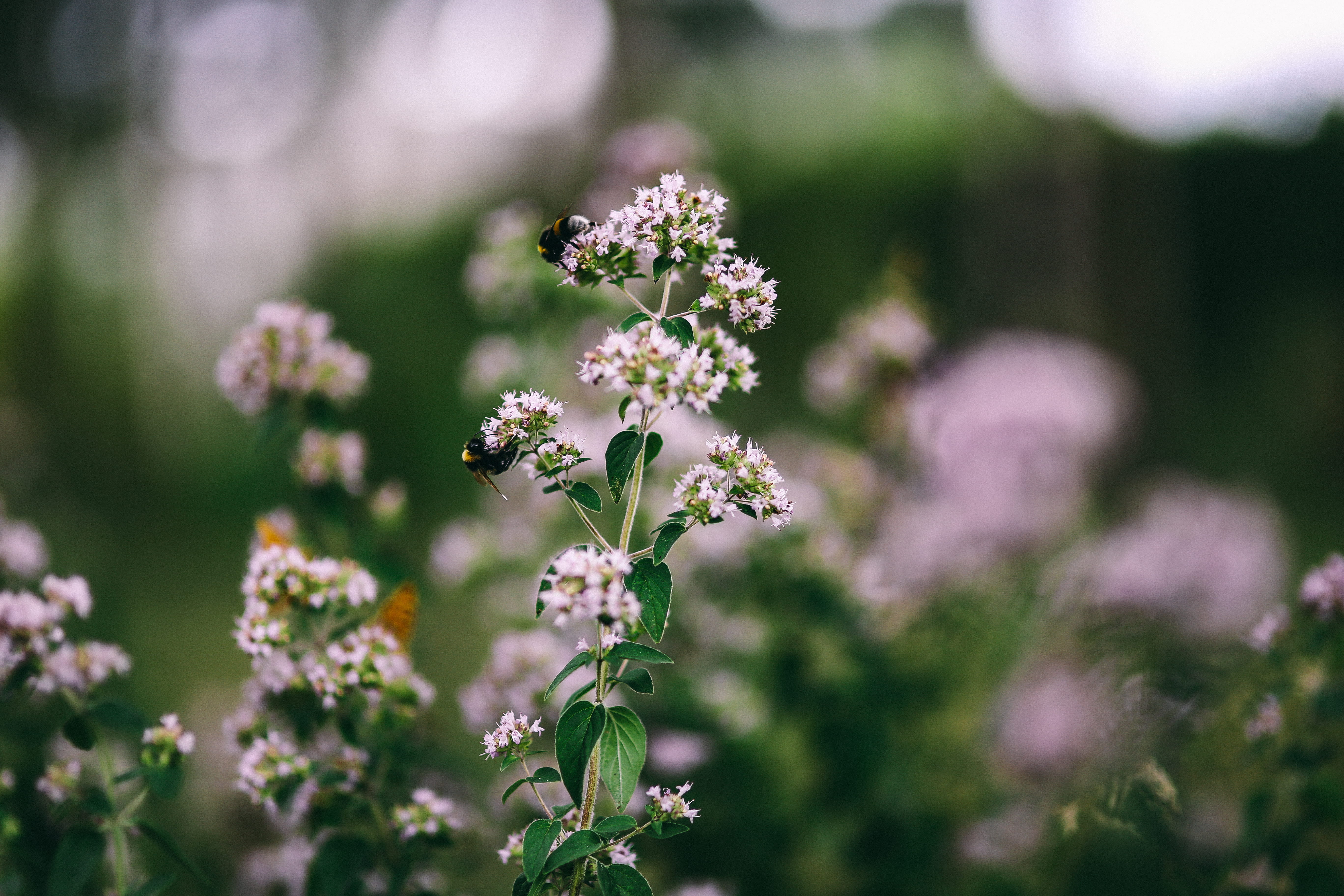 blossom, colorfull, flora, fruits, softness, beauty In Nature, flower, fragility, focus on foreground, in the garden, vegetables, floral, leaves, nature, HD Wallpaper