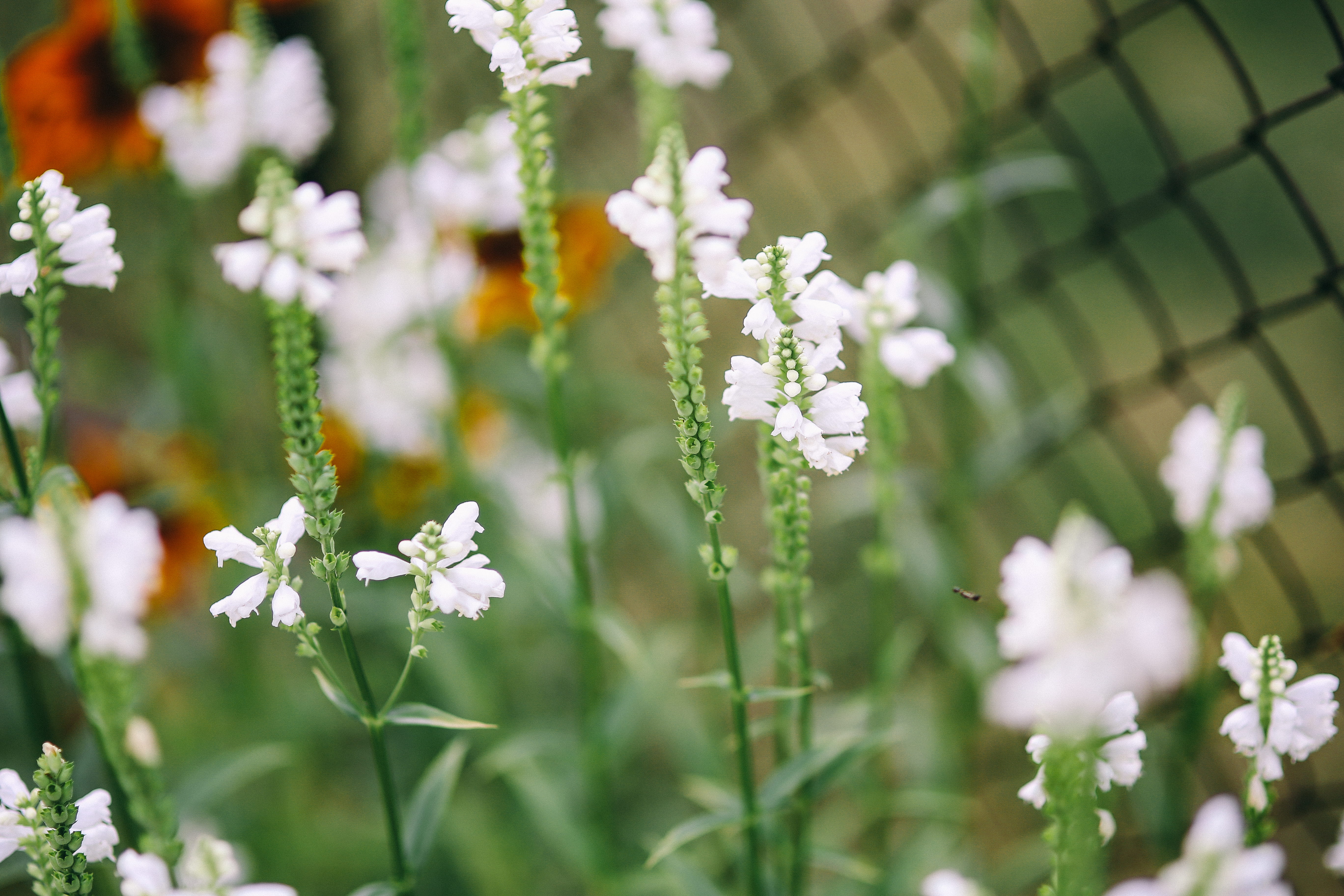 flowering plant, outdoors, selective focus, freshness, vulnerability, springtime, flower head, vegetables, colorfull, beauty in nature, flower, white color, HD Wallpaper
