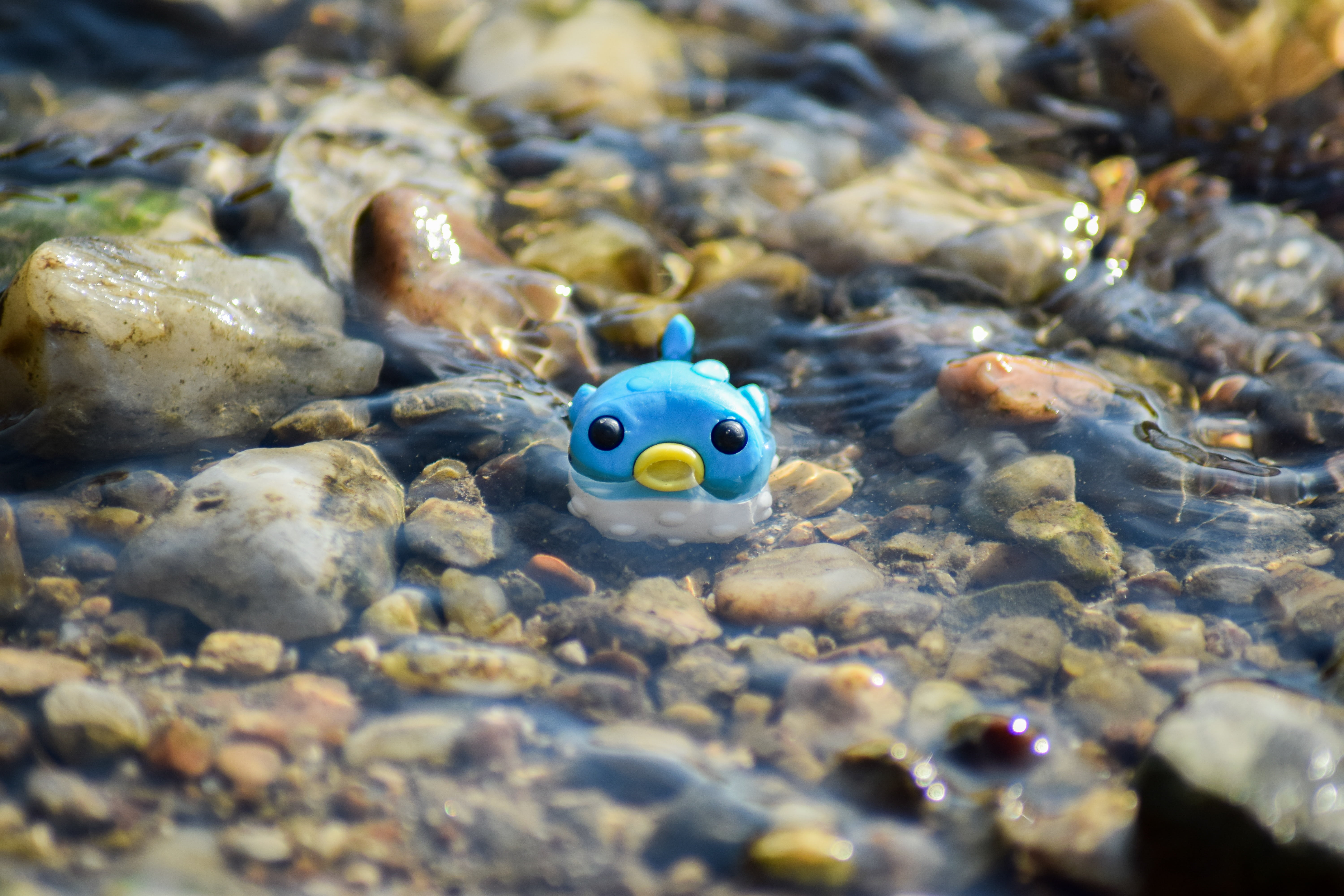 clear water, sea life, no people, swimming, animal themes, pebble, 5K, river, close-up, marine, fugu, lake, stones, blue puffer fish, animal wildlife, HD Wallpaper