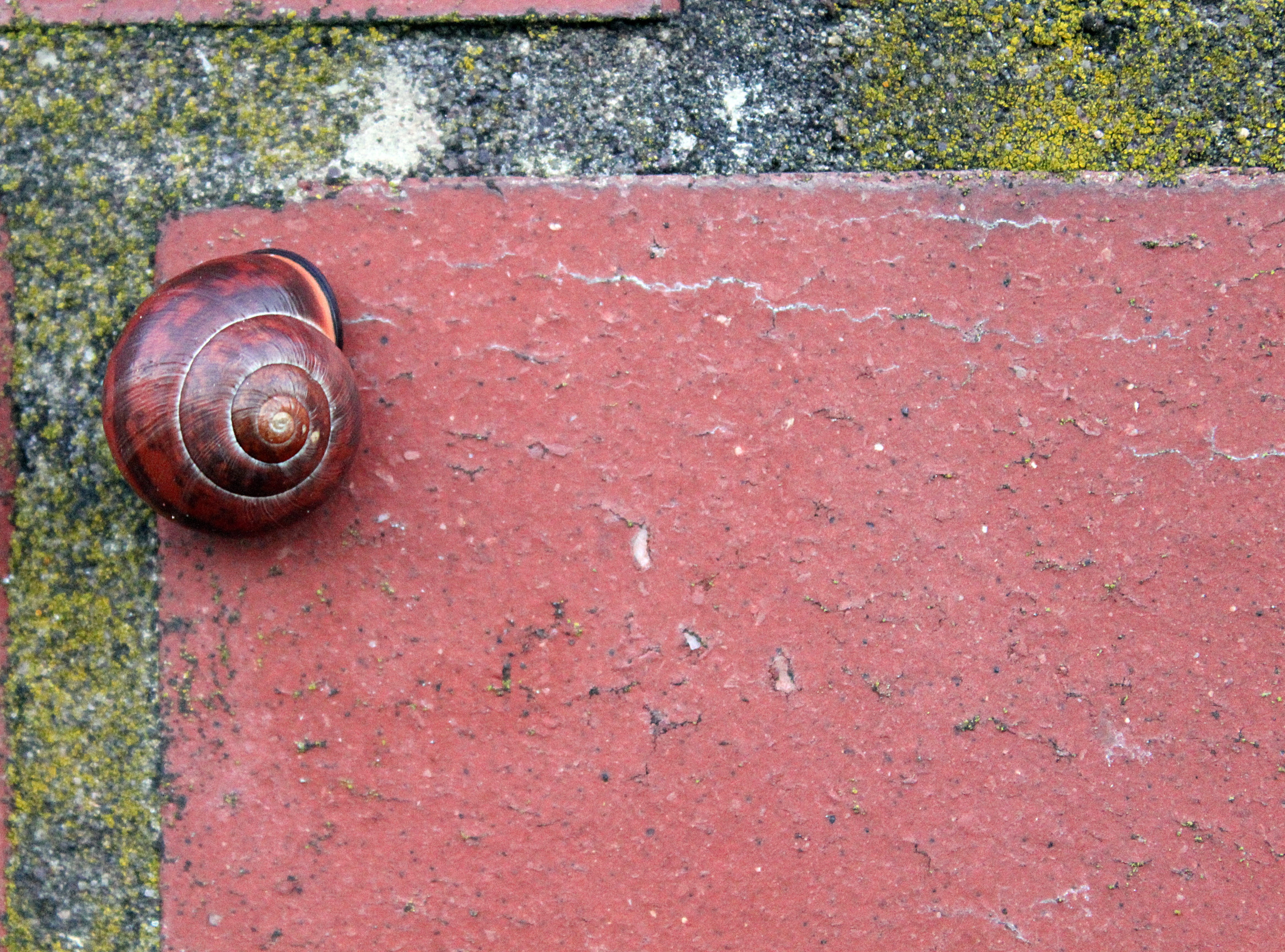brown, nature, animal themes, autumn, 4K, mollusk, no people, high angle view, animal, animals in the wild, fugue, red, wall stone, shell, red brown, spiral, HD Wallpaper
