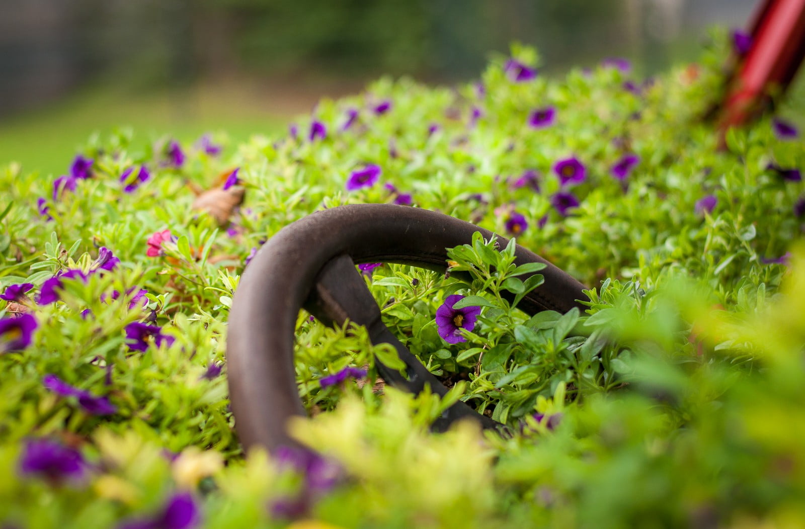 pink color, garden, nature, green color, depth of field, freshness, purple, plant, food, growth, purple flowers, formal garden, steering wheel, vegetable, HD Wallpaper