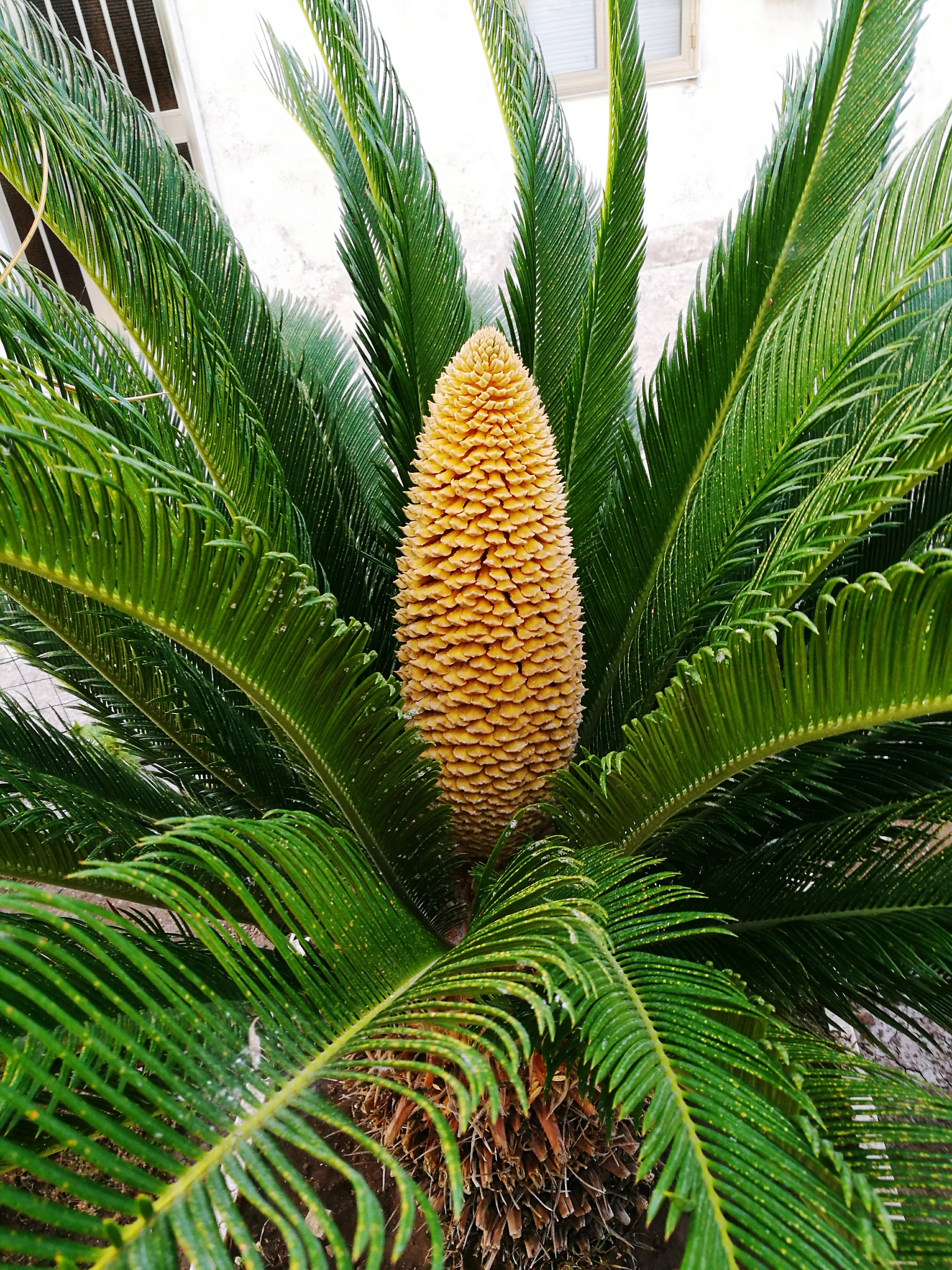 plant, tree, cycads, flower, 4K, healthy eating, sago cycad, tranquility, leaf, palm tree, outdoors, food, close-up, nature, king sago, fruit, growth, Phone HD Wallpaper