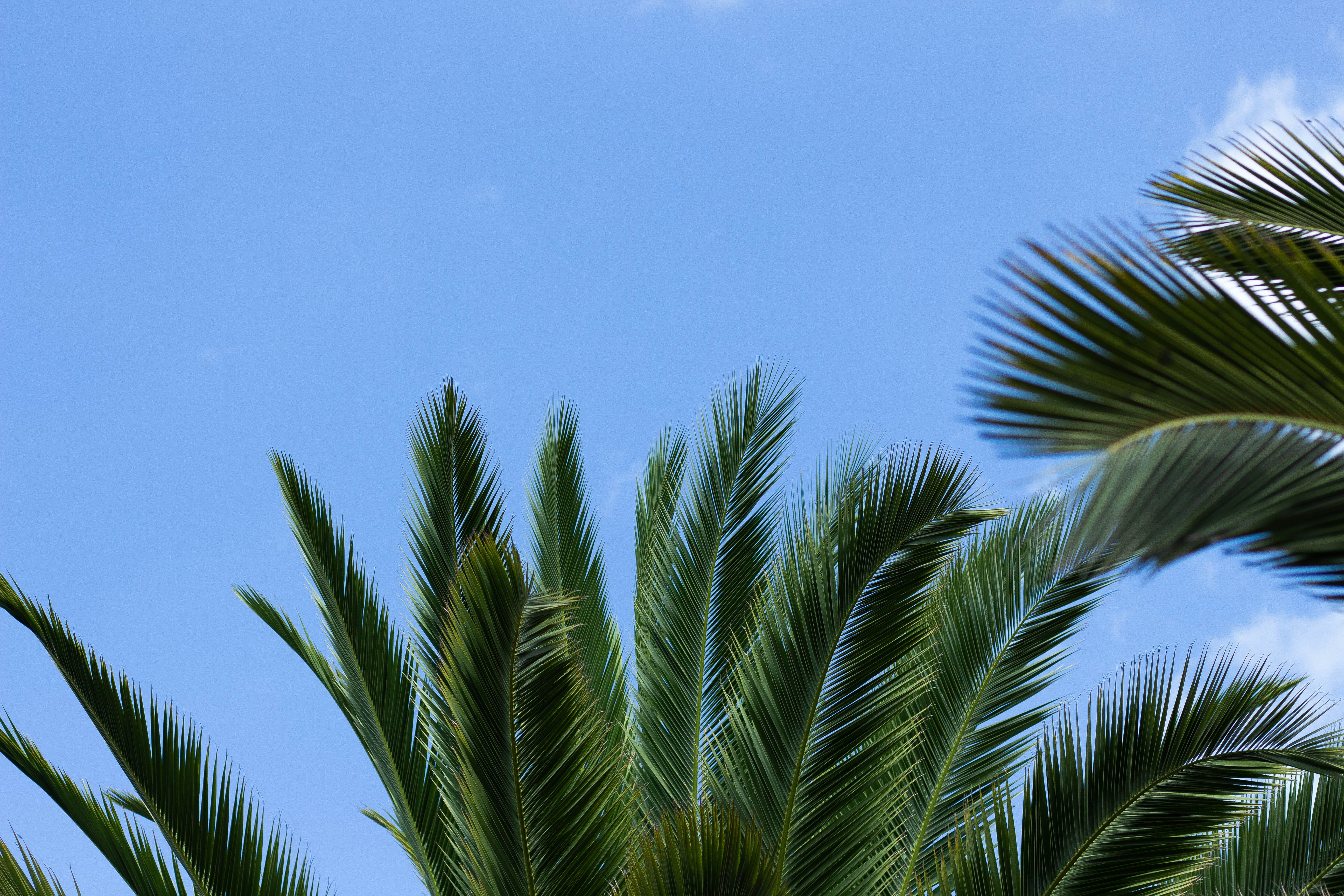 plant, tropical tree, sky, low angle view, no people, palm tree, blue sky, coconut palm tree, palm trees, outdoors, growth, beauty in nature, green, sago, HD Wallpaper