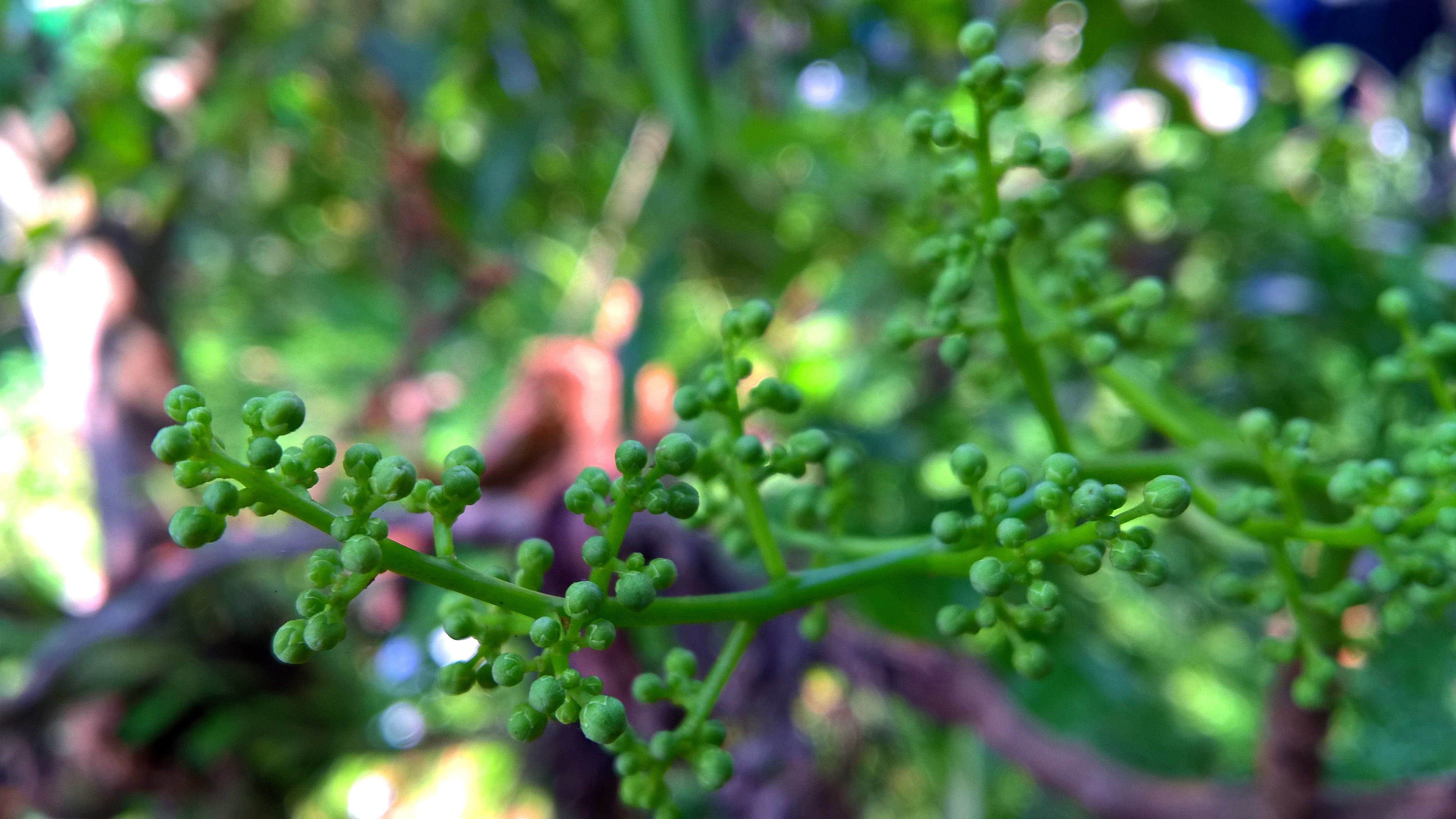 freshness, nature, food and drink, vegetable, growth, no people, plant part, 4K, leaves, crop, flowers, food, trees, close-up, vegetable garden, green color, HD Wallpaper