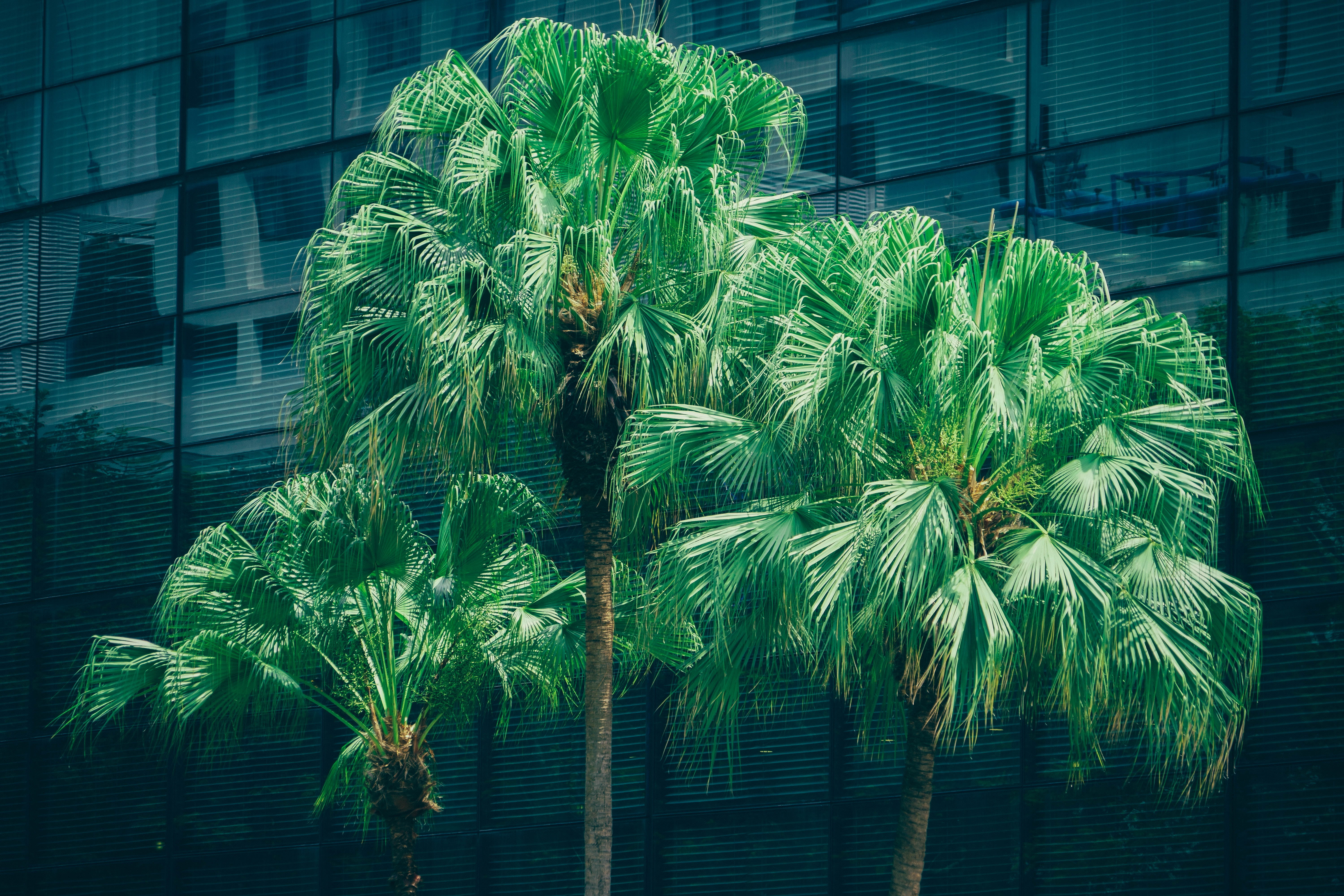 palm leaf, plant, plant part, pattern, built structure, tree, abstract, 5K, modern, palms, backgrounds, building exterior, window, tropical climate, leaf, HD Wallpaper