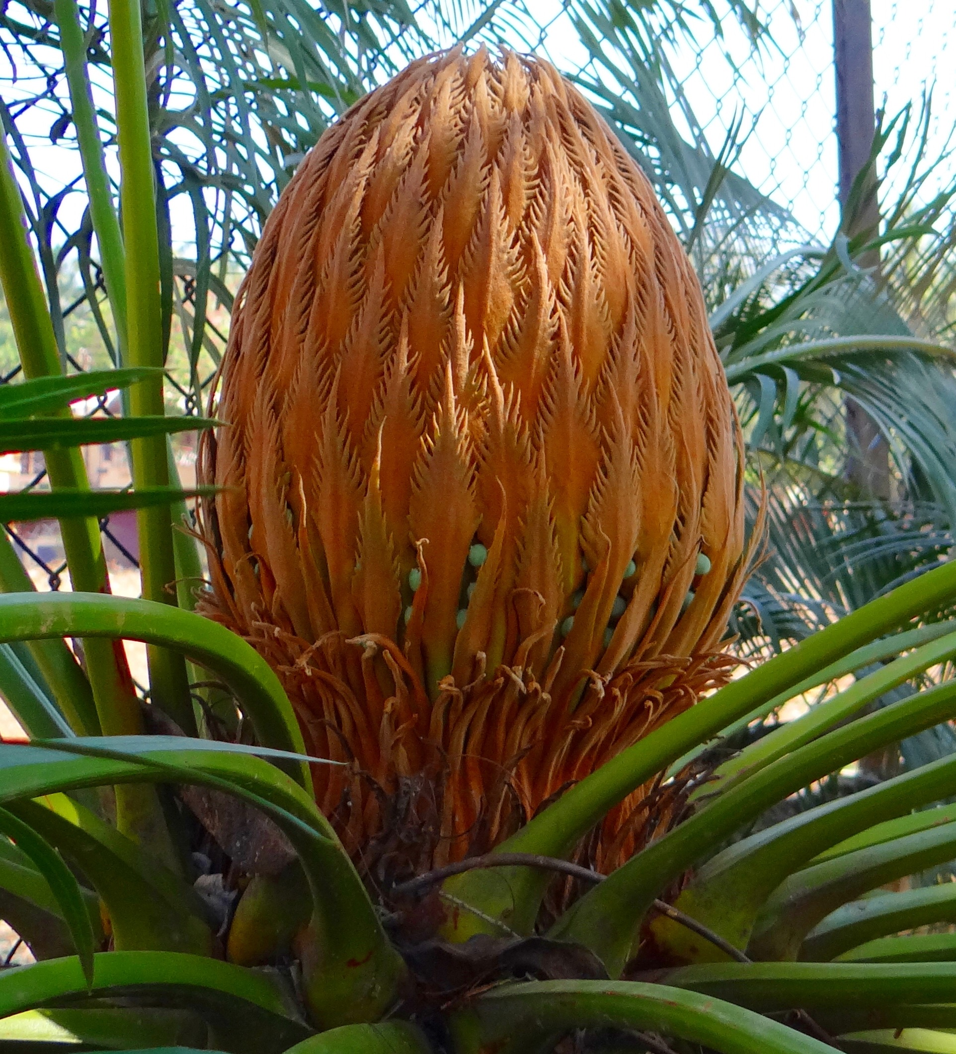 sago palm, plant, karnataka, plant part, nature, healthy eating, food and drink, close-up, india, focus on foreground, food, outdoors, freshness, no people, Phone HD Wallpaper