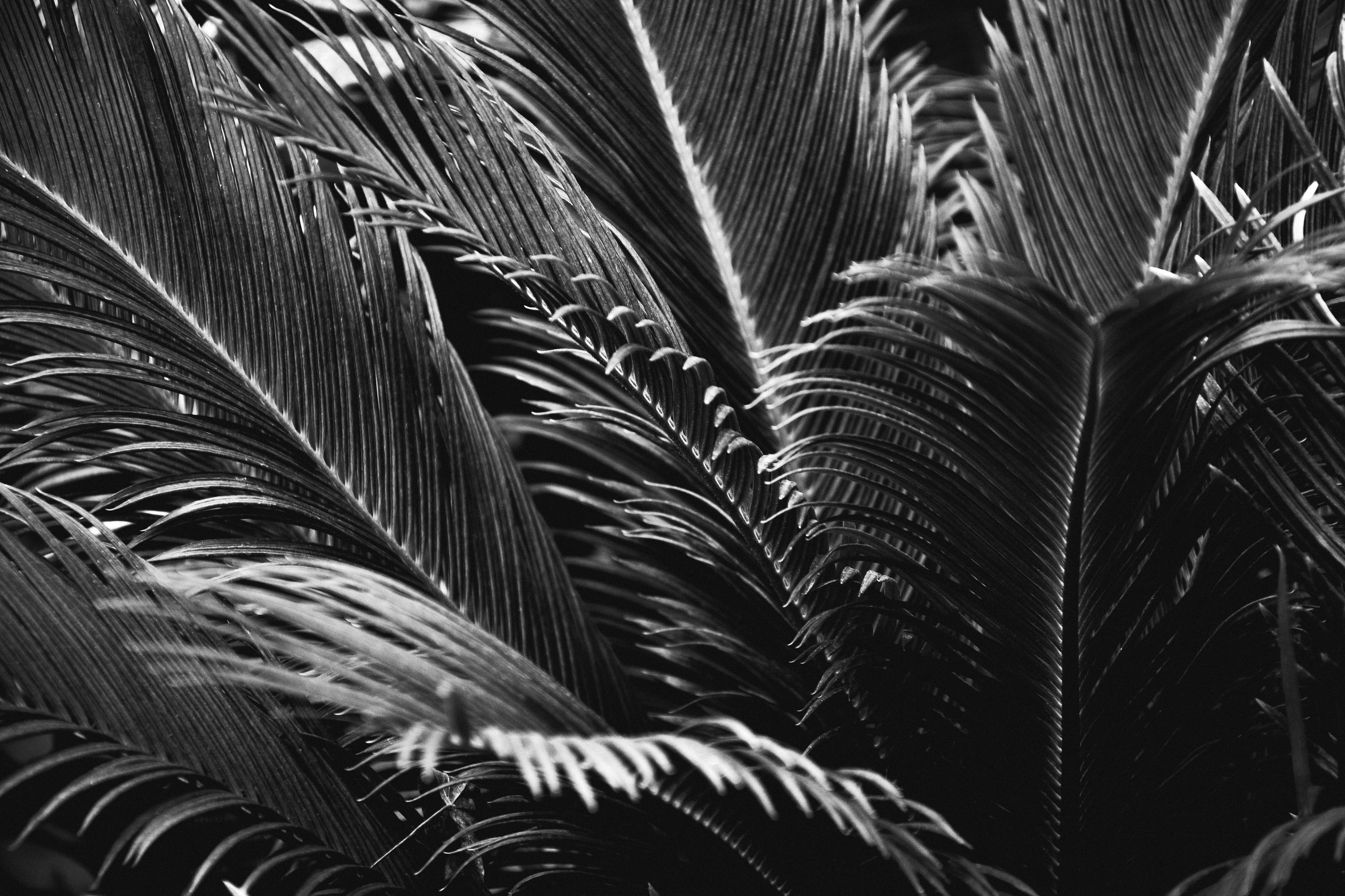 full frame, day, nature, palm tree, beauty in nature, plant part, 4K, tropical climate, plant, backgrounds, natural pattern, close-up, tranquility, palm leaf, HD Wallpaper