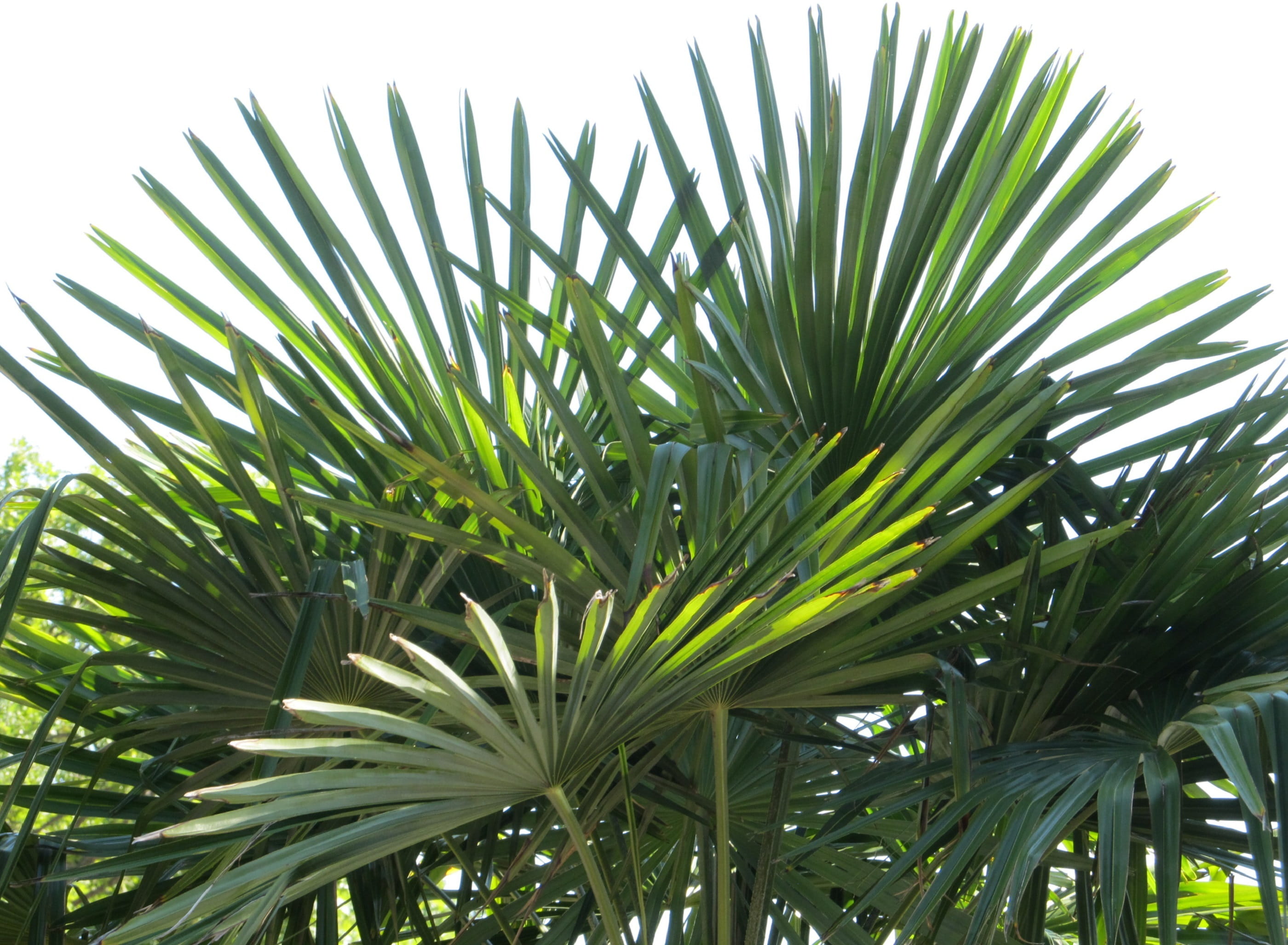 2K, tropical climate, close-up, clear sky, tranquility, photo, lush, sky, tree, Sago, green, plant part, fronds, nature, fan palm, growth, palm leaf, beauty in nature, HD Wallpaper