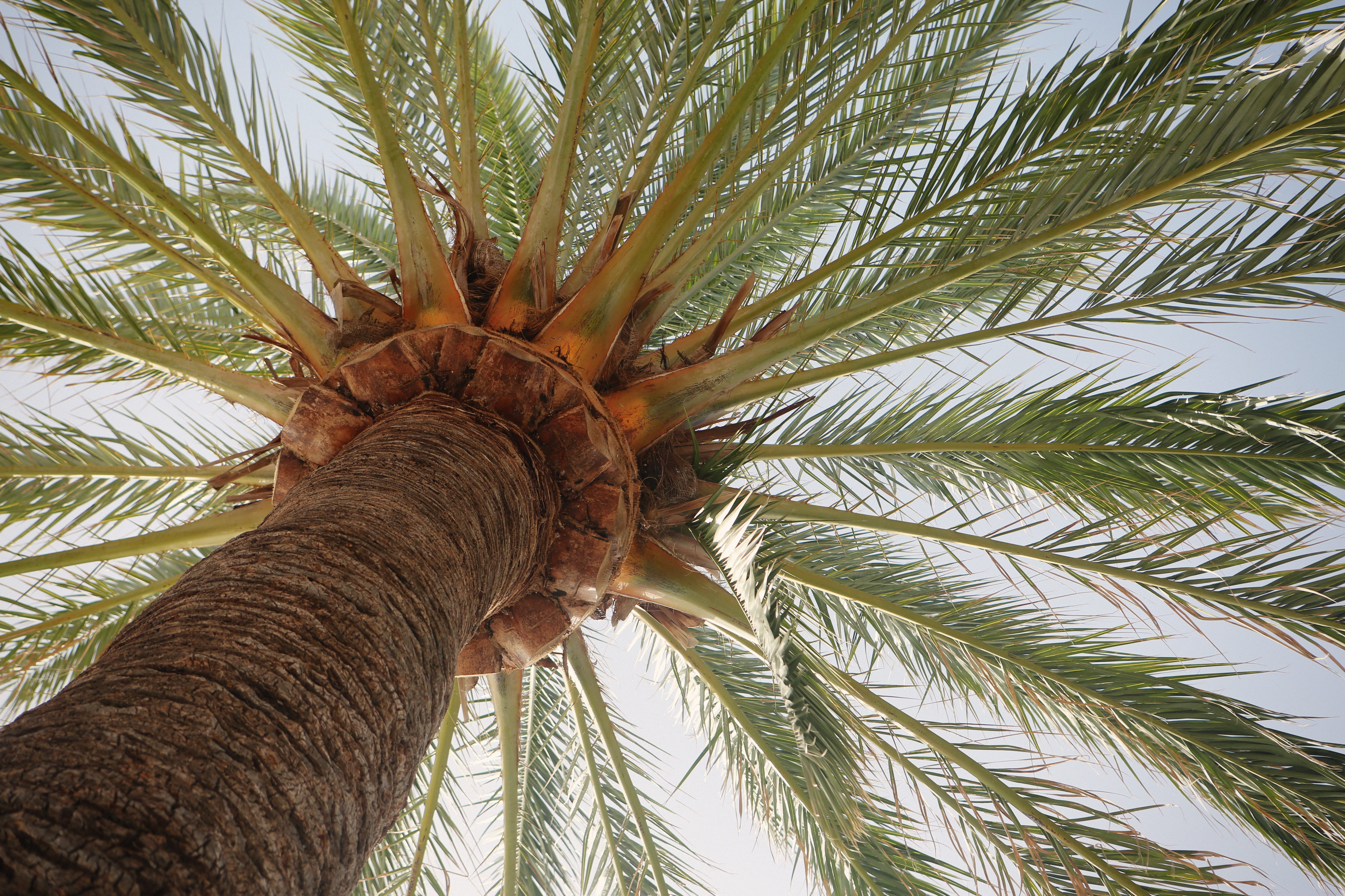 tree, sago, tree trunk, tropical climate, exotic, bark, outdoors, plant, branch, palm leaf, vacation, growth, palm leaves, 5K, no people, angle, summer, HD Wallpaper