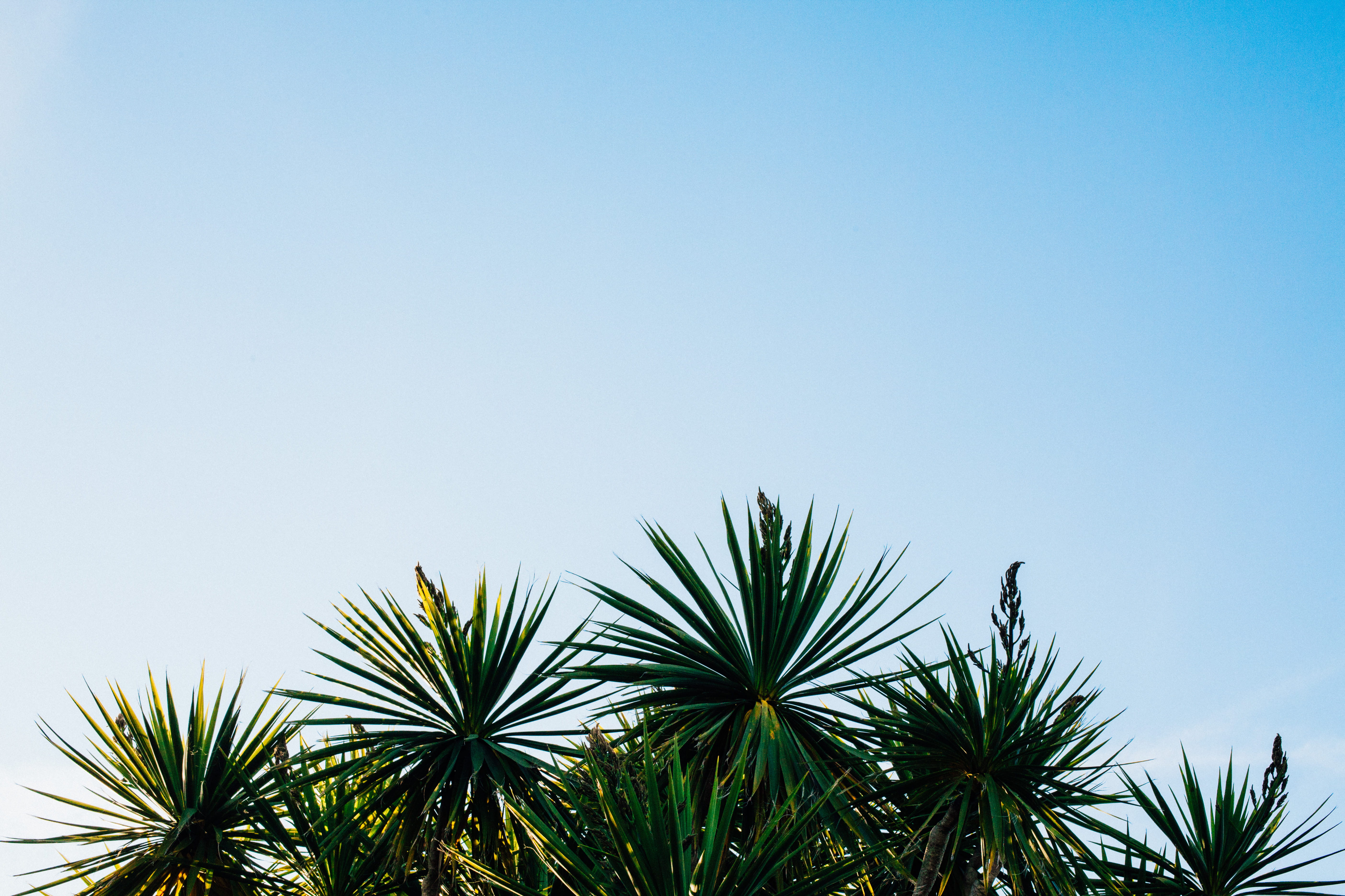 blue sky, skies, sago, low angle view, nature, tree, clear Sky, vacations, tranquility, outdoors, sky, palm Tree, no People, blue, day, string, plant, plants, HD Wallpaper