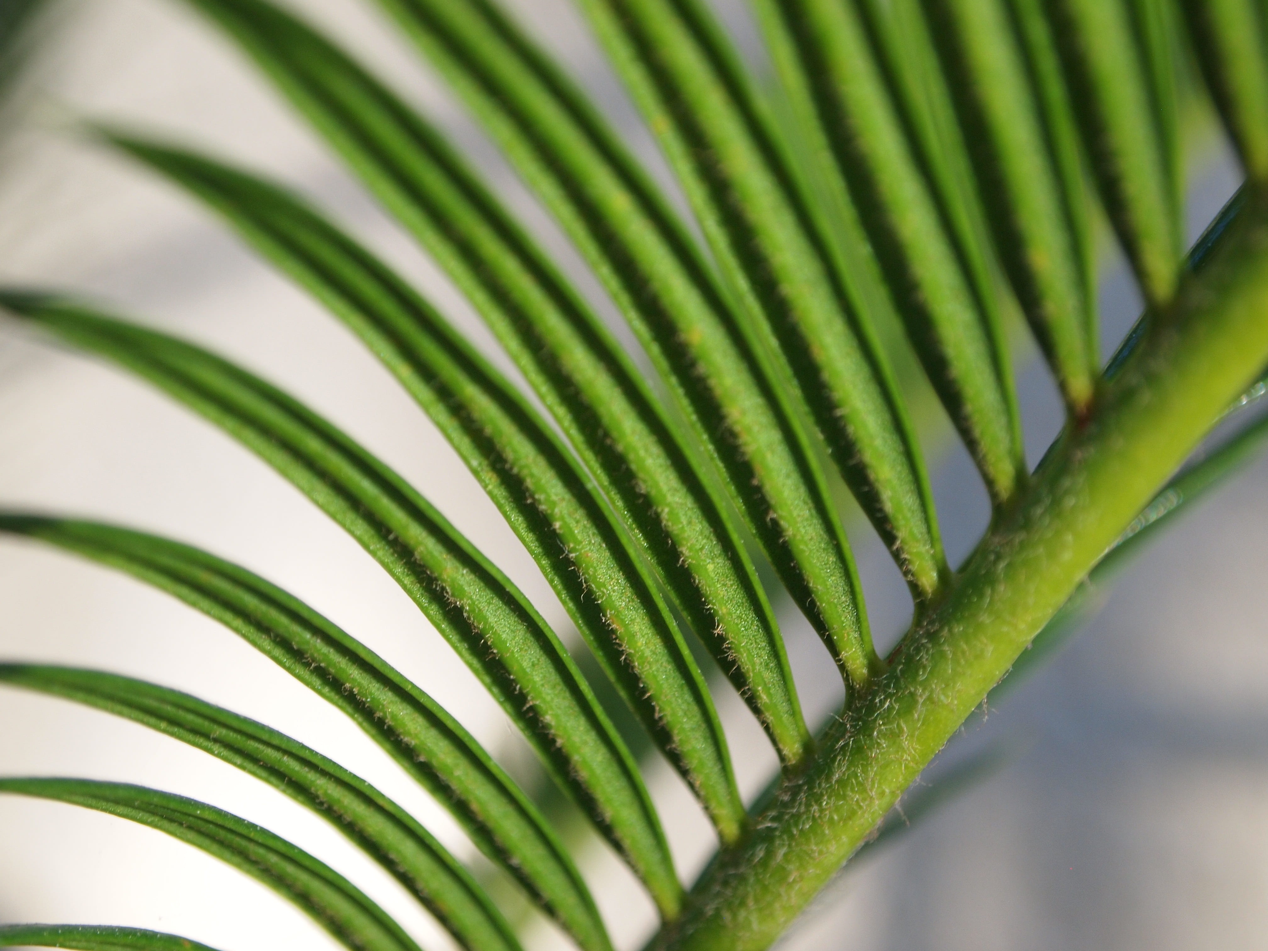 natural, green color, leaf, day, frond, green, botany, focus on foreground, growth, natural pattern, close, outdoors, pattern, sago, no people, foliage, HD Wallpaper
