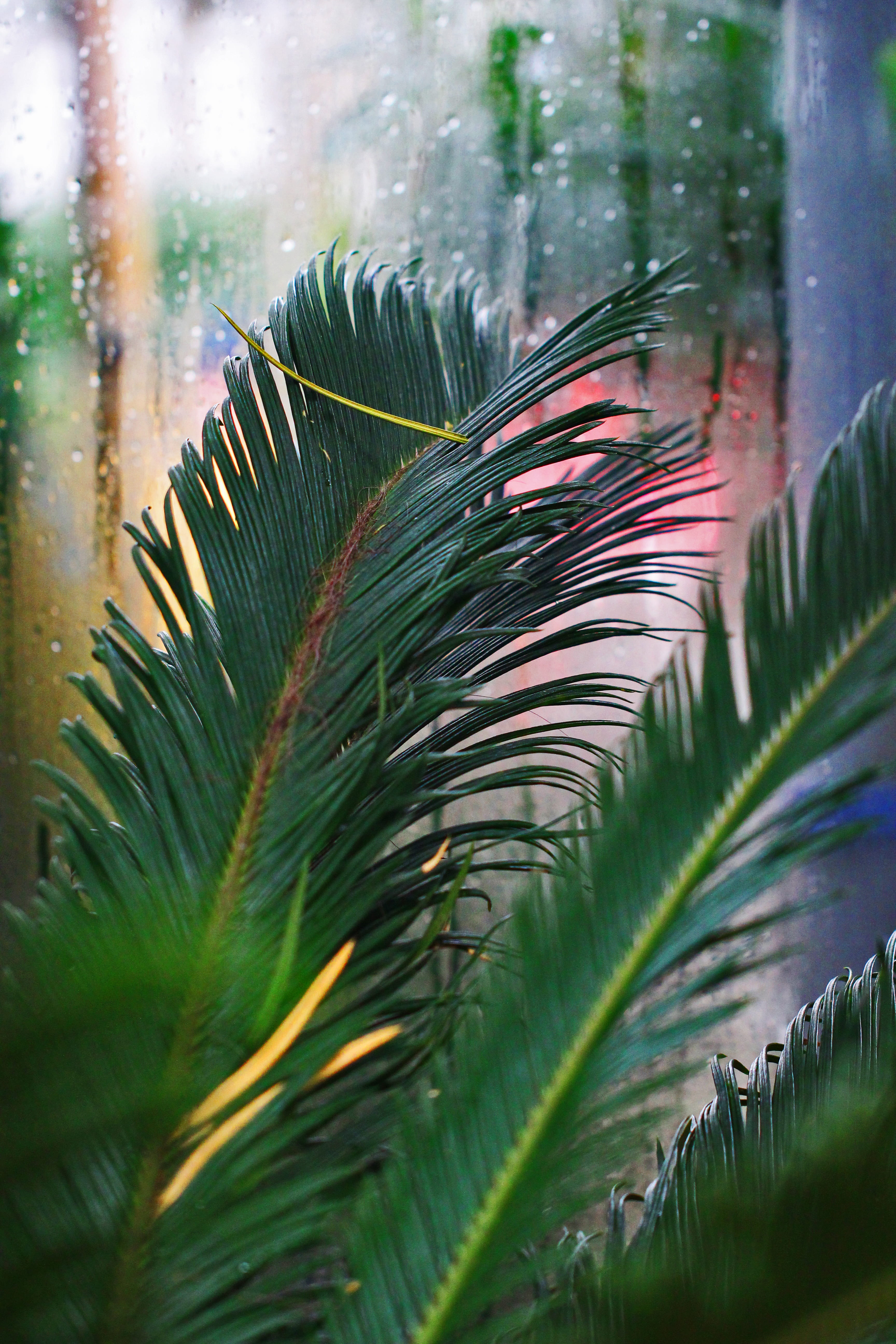 5K, outdoors, selective focus, focus on foreground, leaf, palm, focus, tendril, close-up, day, raindrop, growth, rain, sago, shallow, plant part, plant, Phone HD Wallpaper