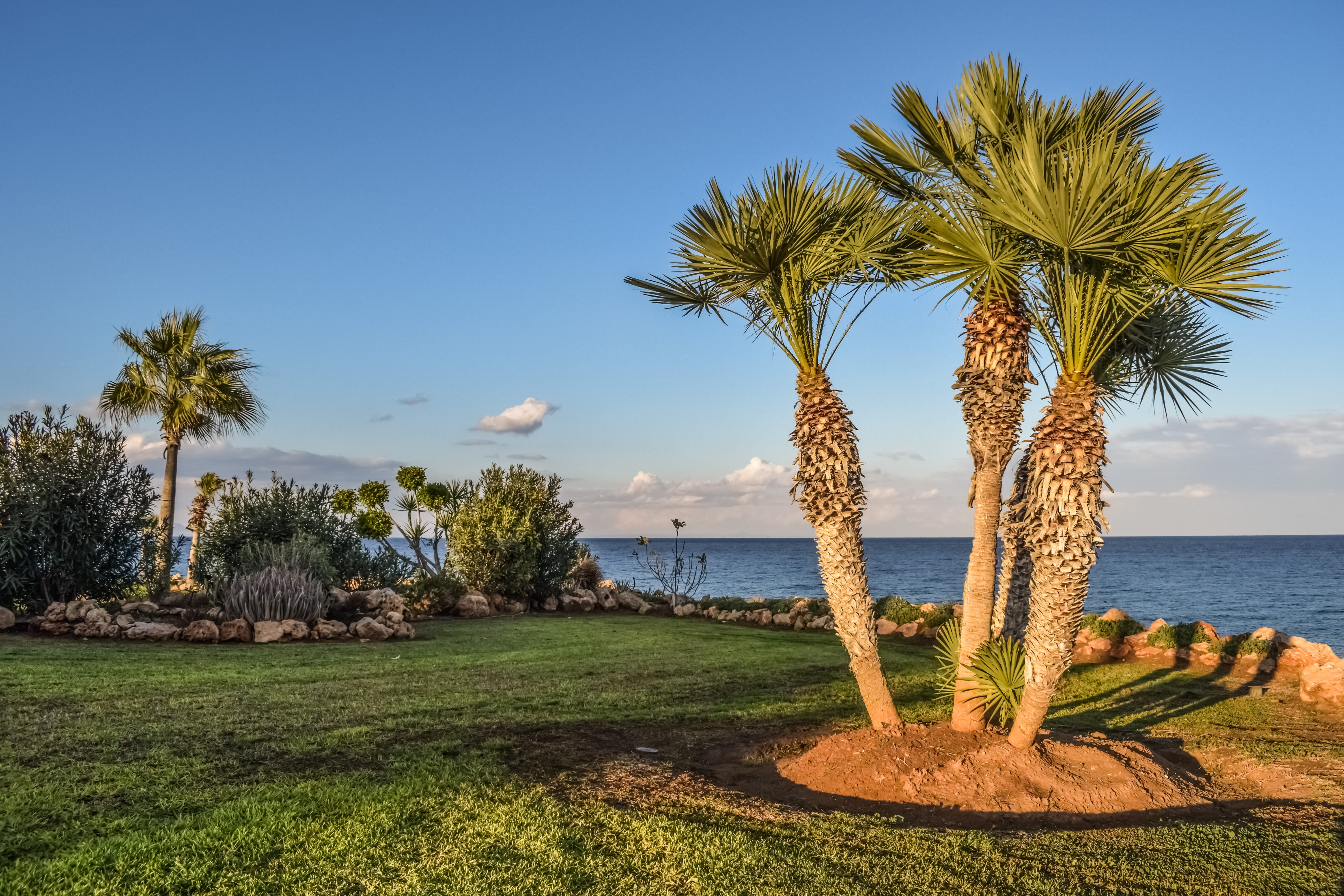 day, nature, sea, trees, tranquil scene, cyprus, growth, body, palm tree, beach, 5K, palm, beauty in nature, tropical tree, garden, sago, tree, landscape, HD Wallpaper