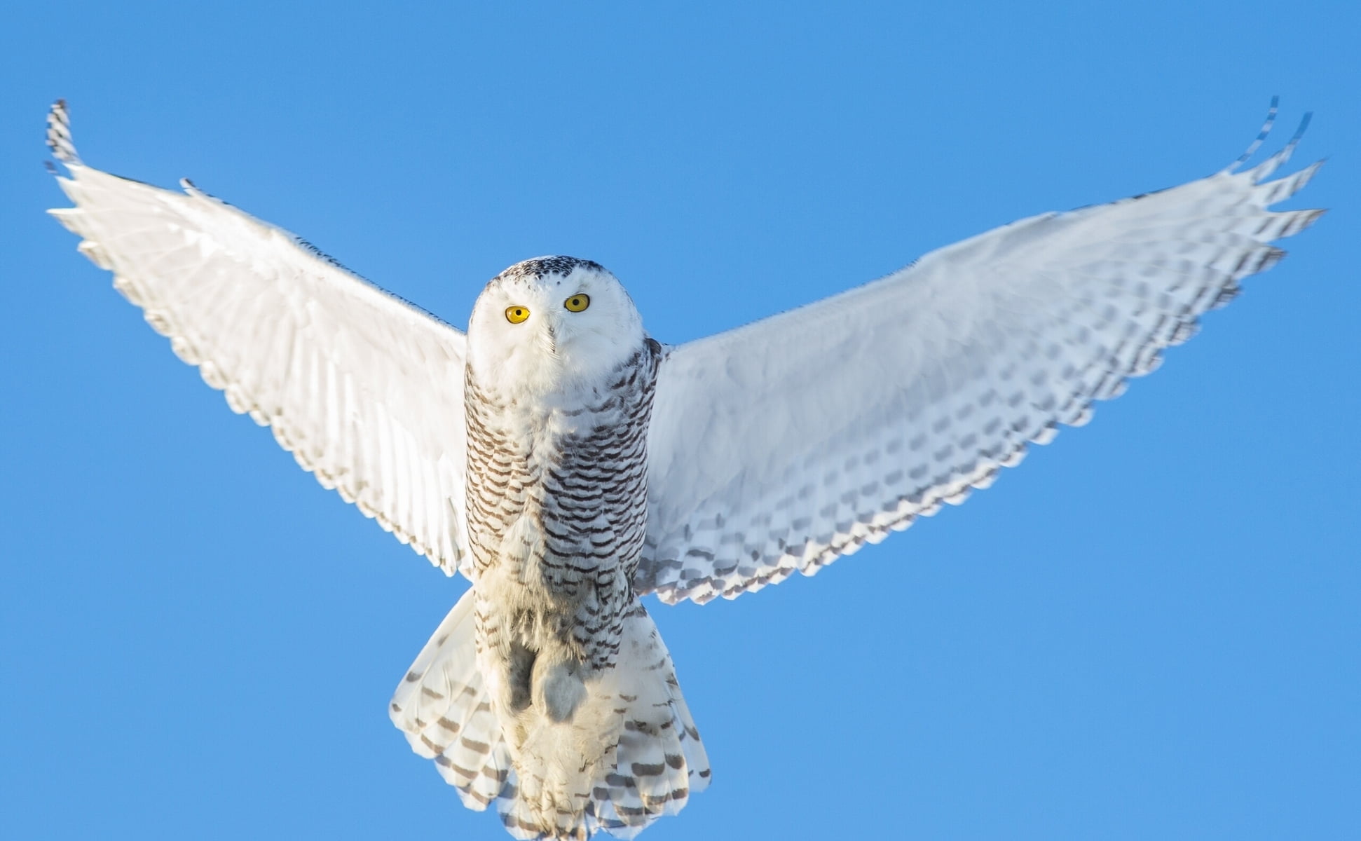 looking, animals In The Wild, wings, yellow eyes, flying, seagull, animal wildlife, outdoors, falcon - bird, copy space, nature, animal, 1080P, bird of Prey, HD Wallpaper