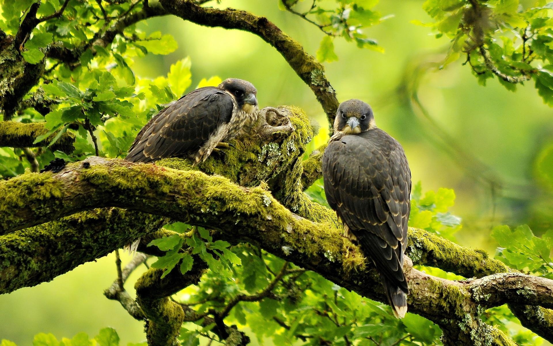 peregrine, white, black, bird, 1080P, tree, animals, beautiful, birds, falcon, HD Wallpaper